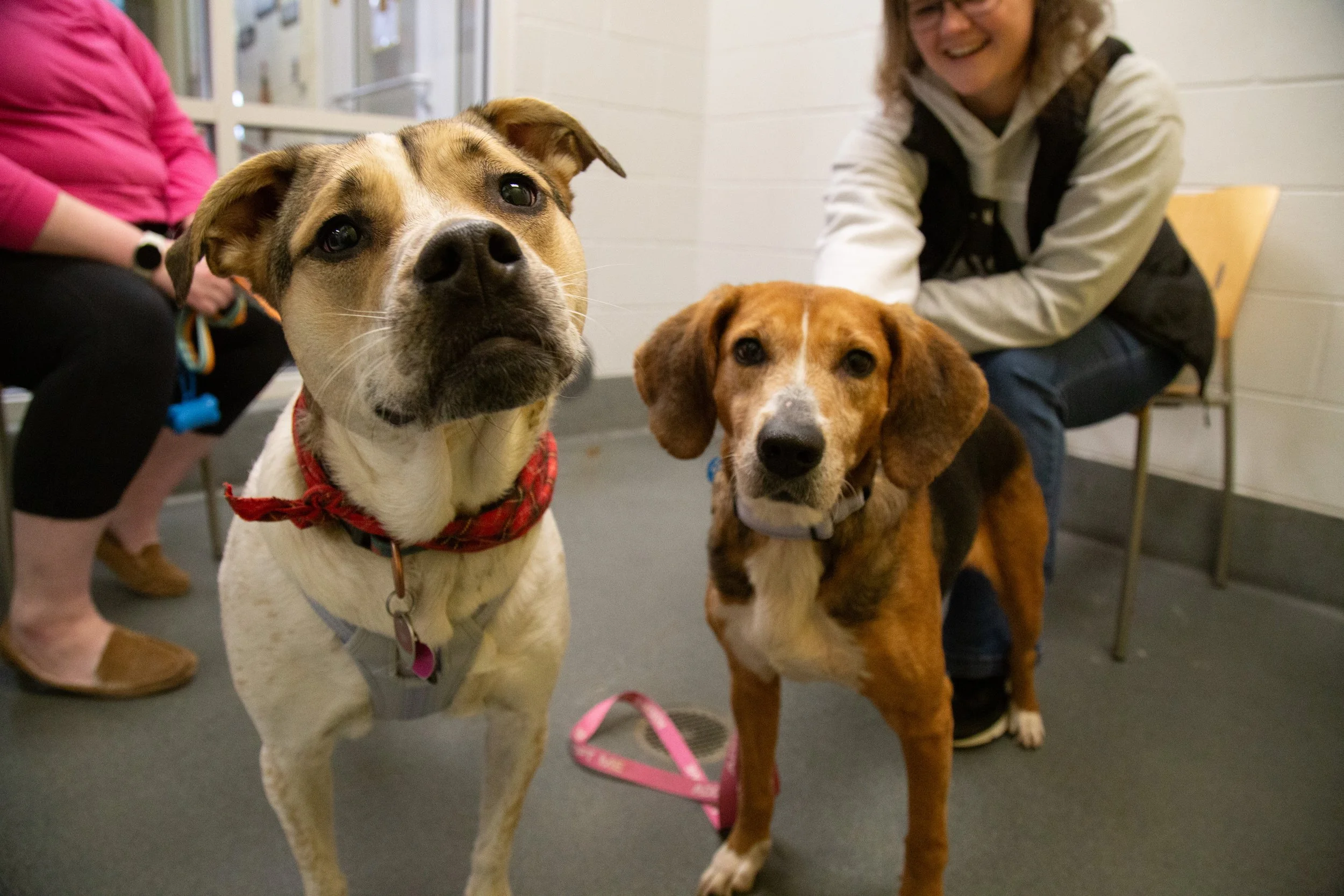 Shelter Adoption Event