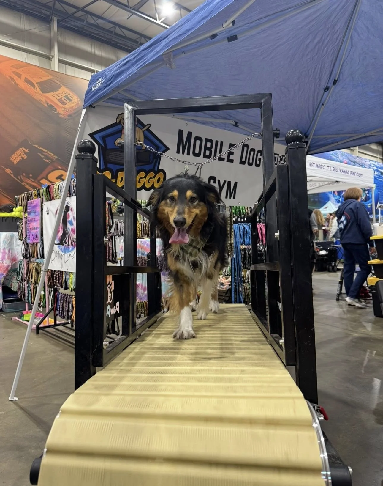 Copy of Dog on Treadmill Pet Expo 2026.jpg