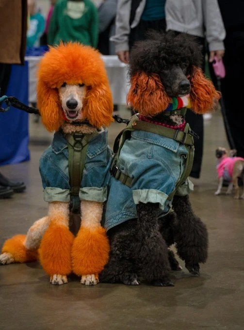 Copy of Painted Poodles - Expo 2026.jpg