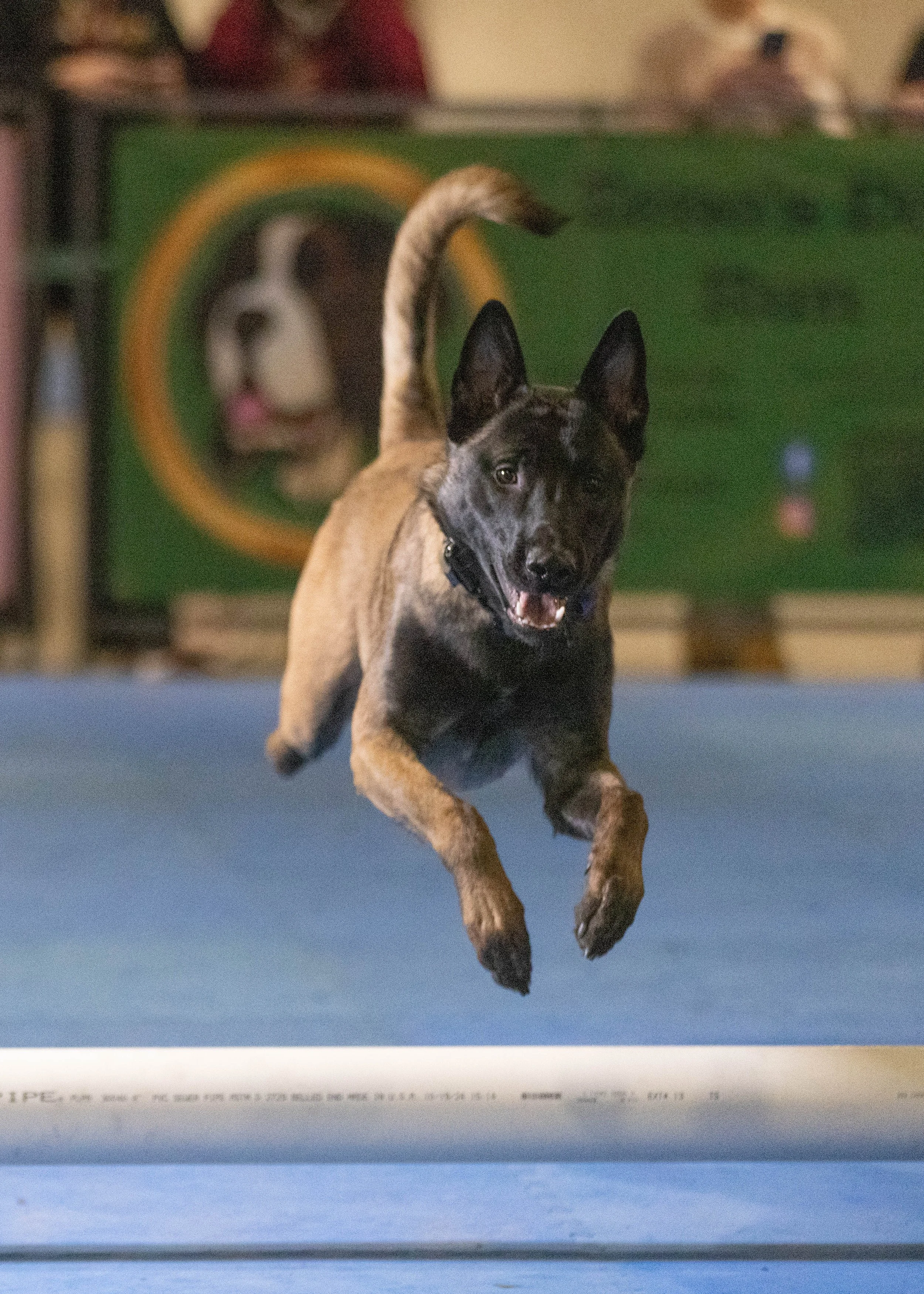 Copy of Lure Course Shepherd.JPG