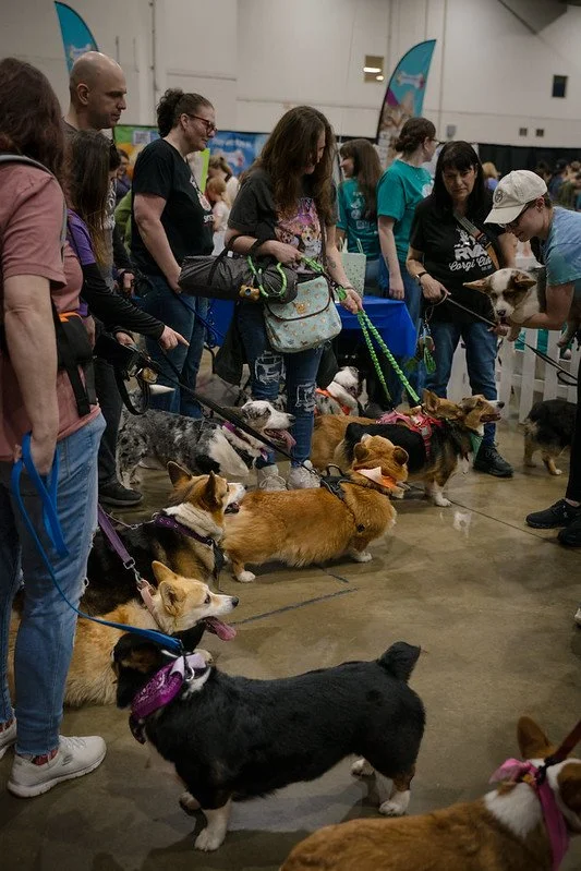 Corgis in the Ring 2026.jpg