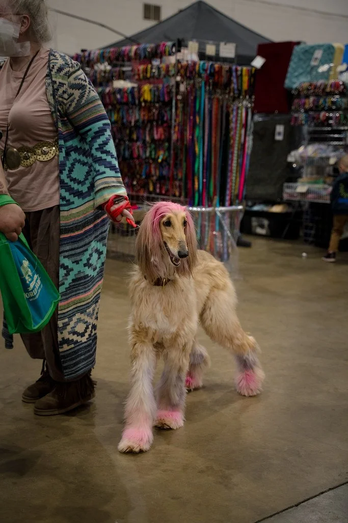 Copy of Pink Painted Dog.jpg