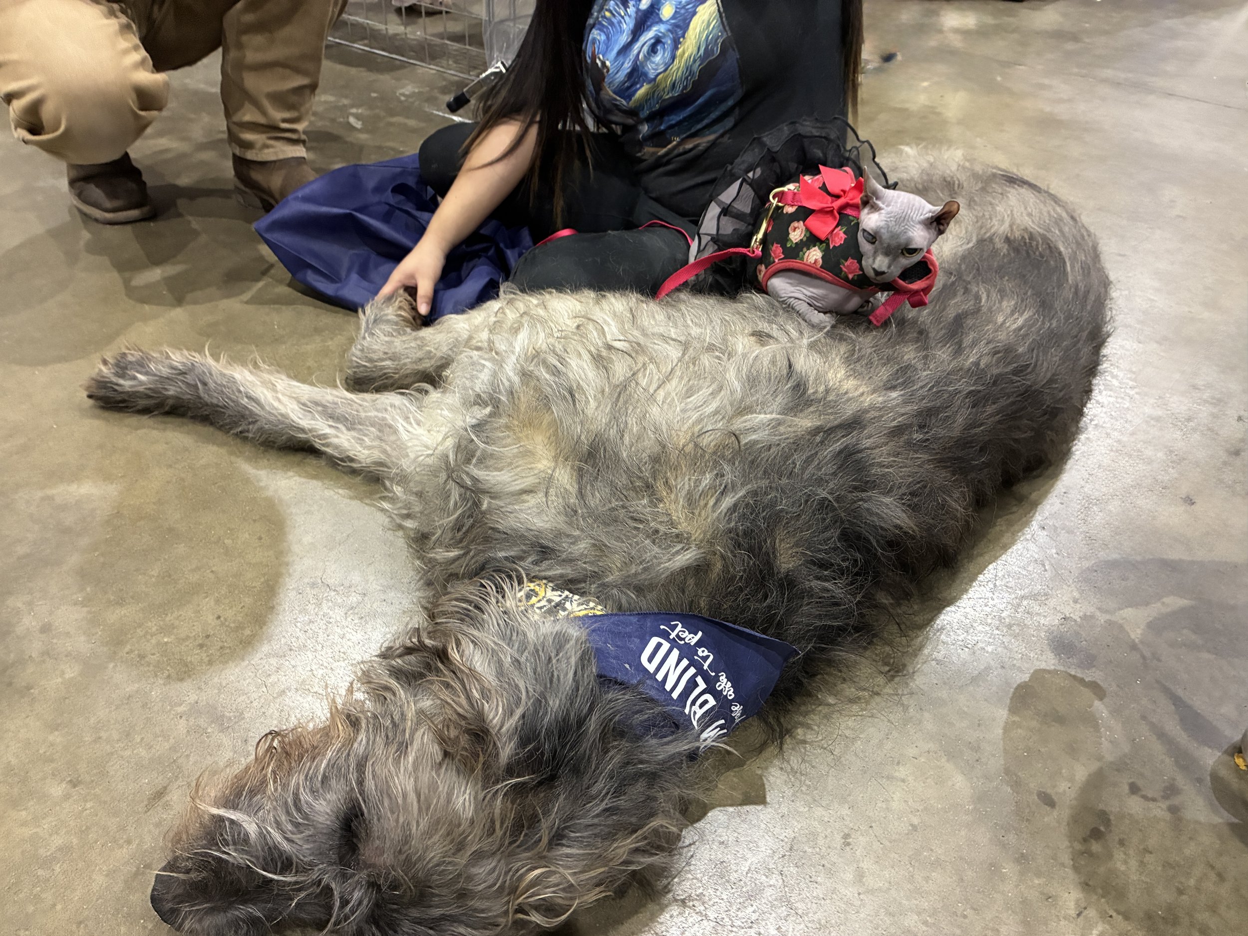 Copy of Wolfhound and Cat.jpg