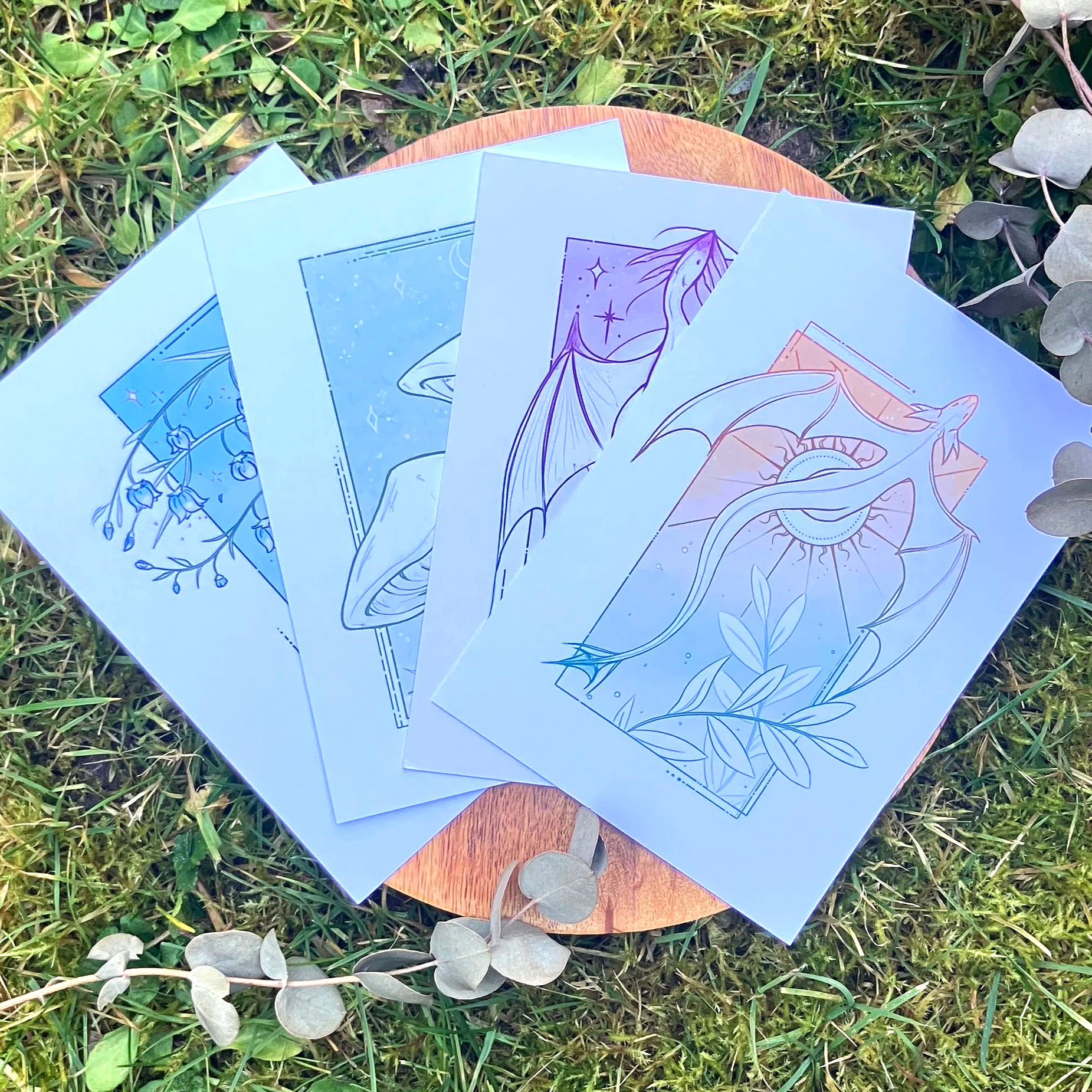 framed nature, flora & fauna  ◆ postcard