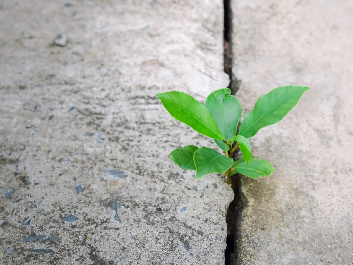 Small green sprout growing through cracked dry soil, symbolizing reconnection after rupture.