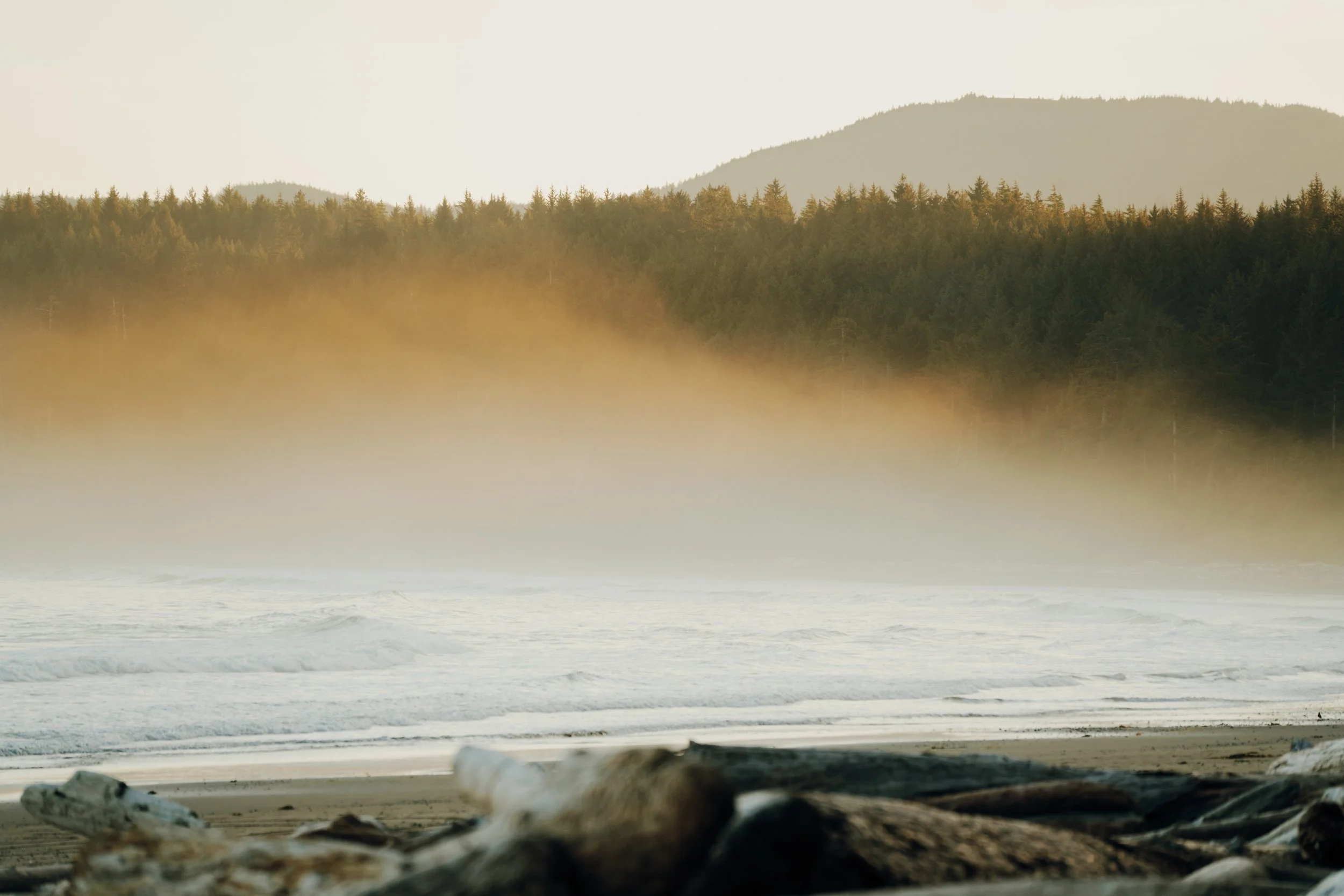 A beach scene with driftwood in the foreground, mist rising from the ocean, and forested hills in the background during dawn or dusk.
