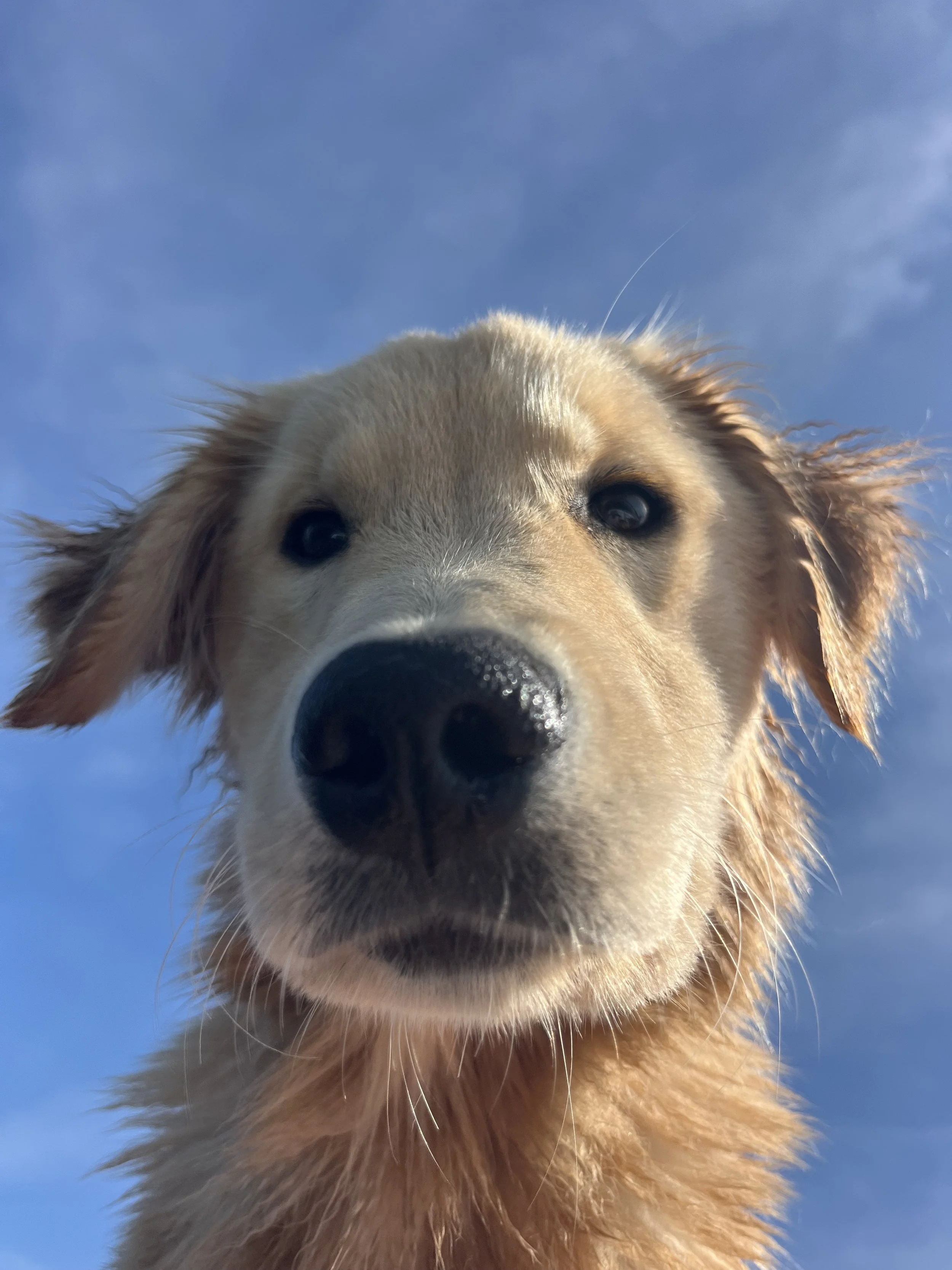 Close-up of a golden retriever puppy's face with a black nose against a blue sky background.