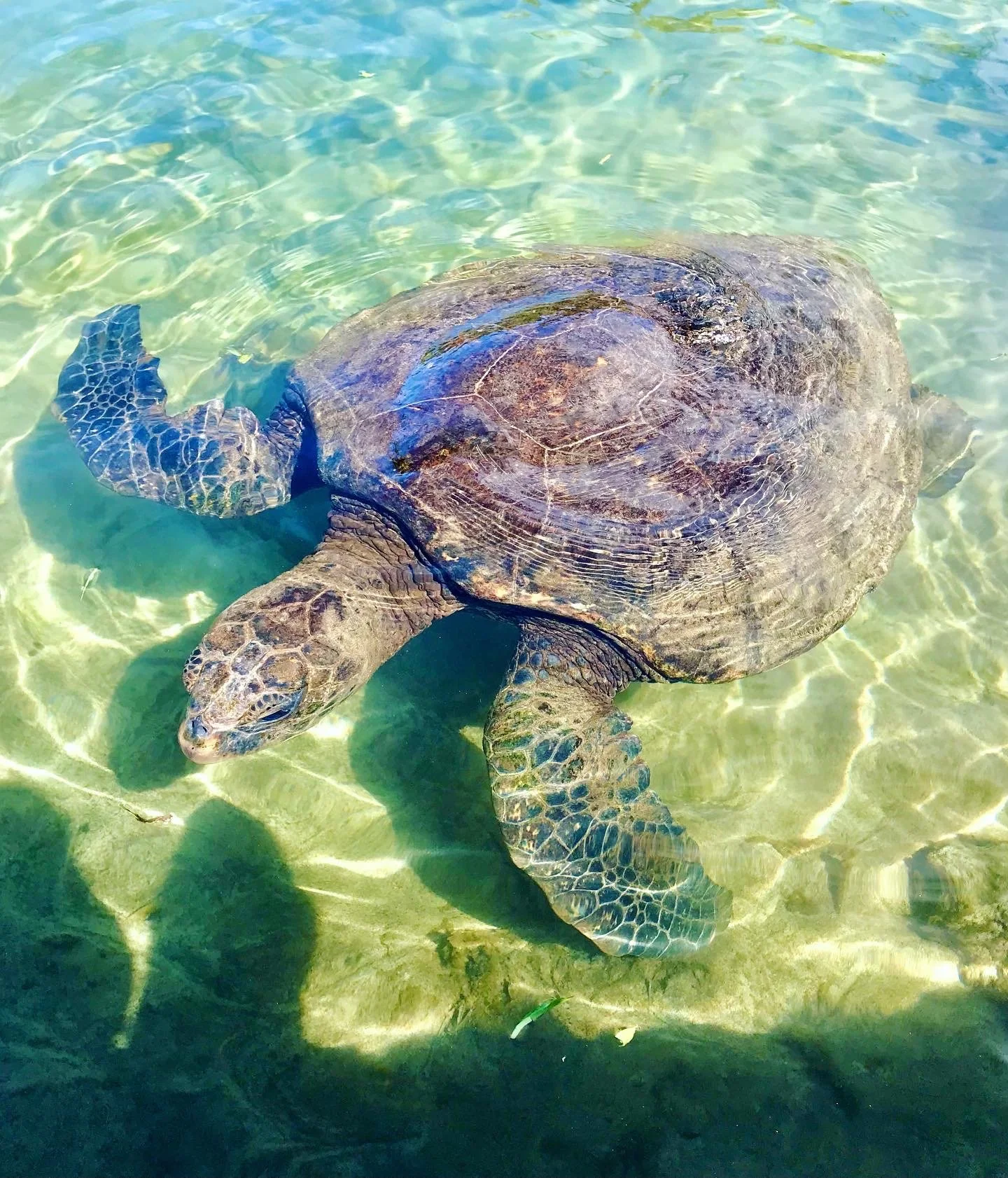 A sea turtle swimming in clear, shallow water with a sandy bottom.