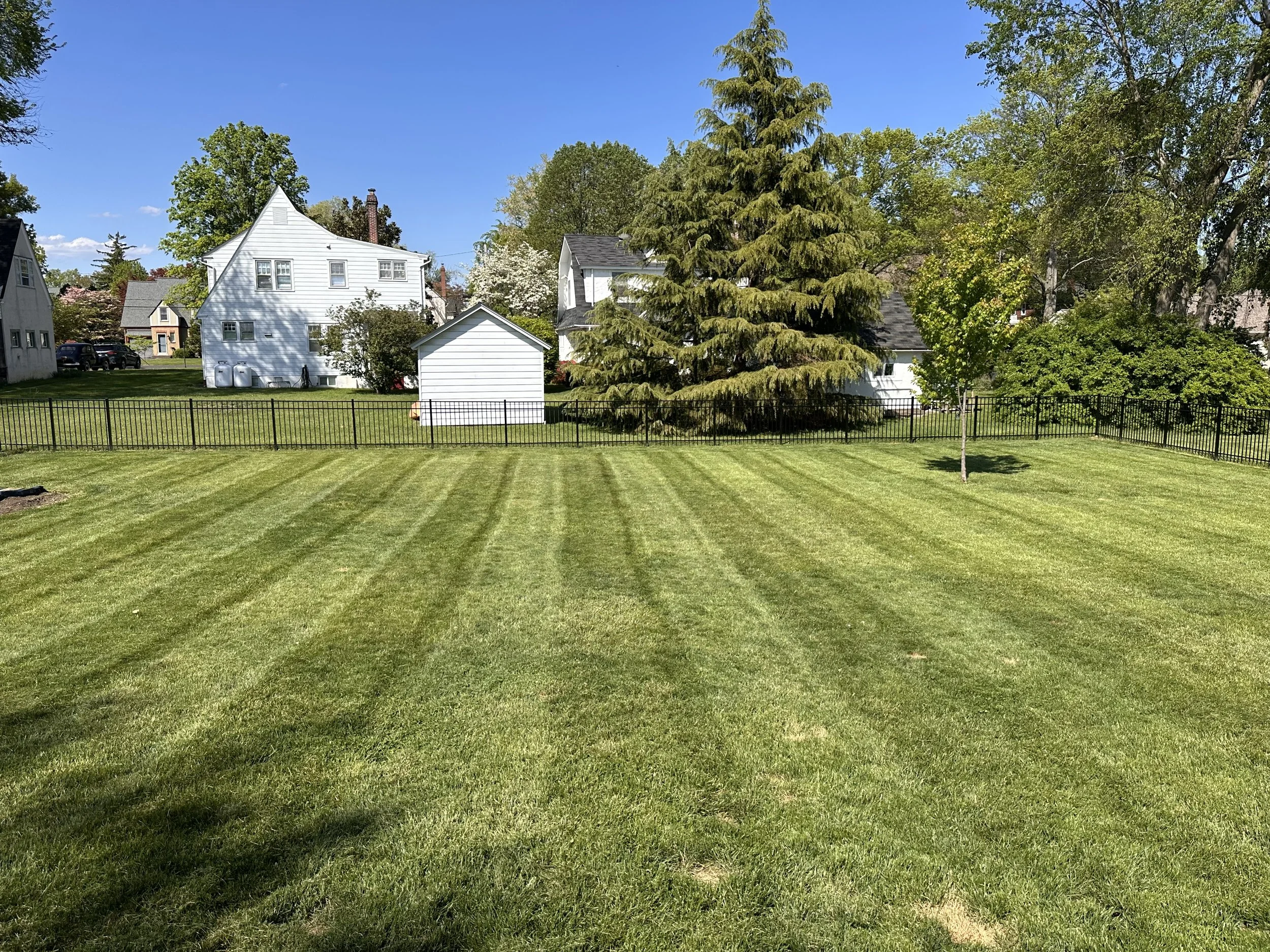 Large sized Lawn