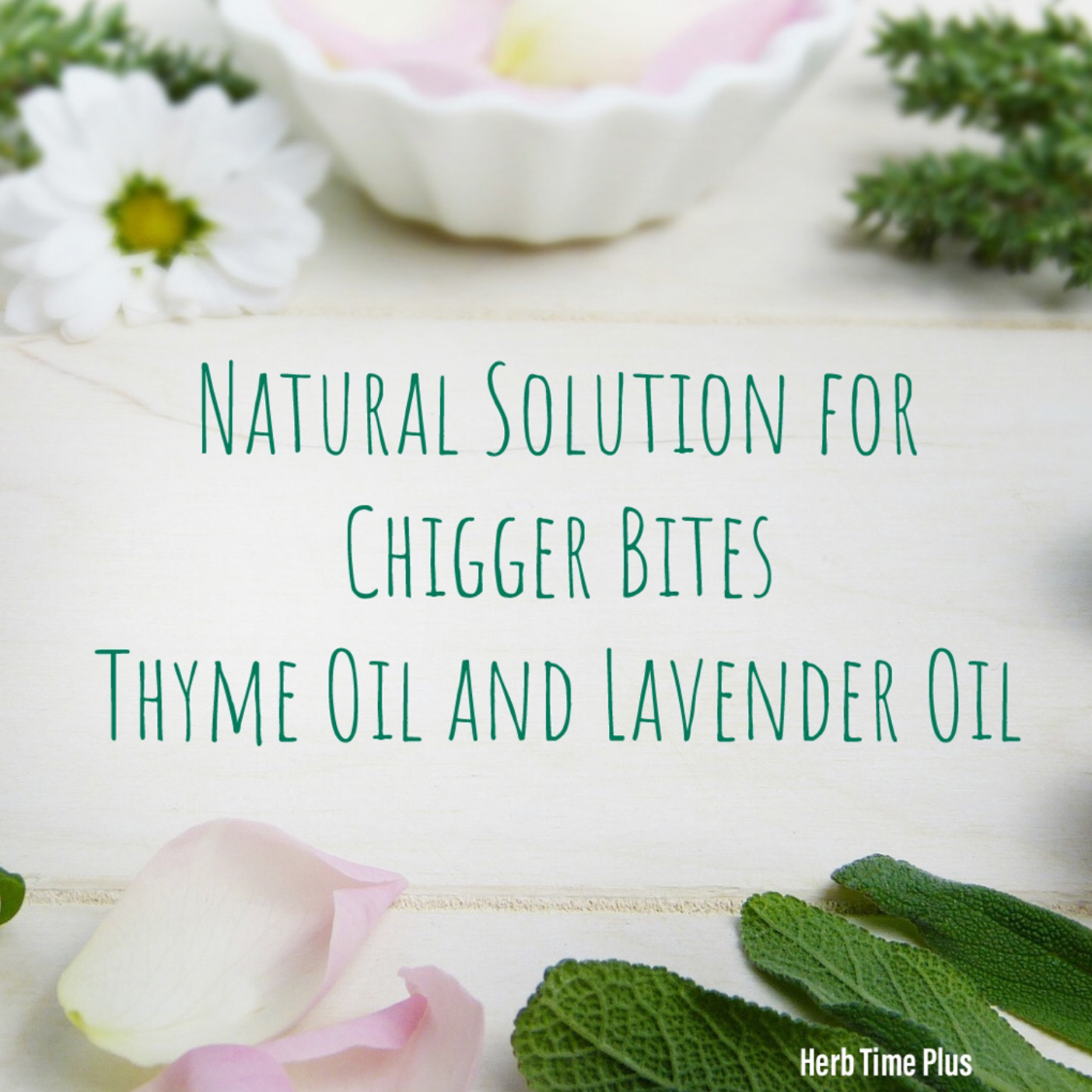Natural Solutions for Chigger Bites