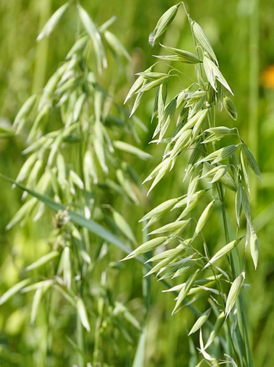 a picture of oat straw plant