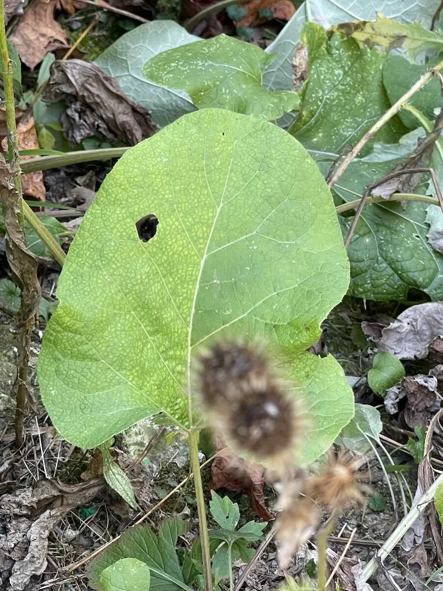 a picture of a burdock plant