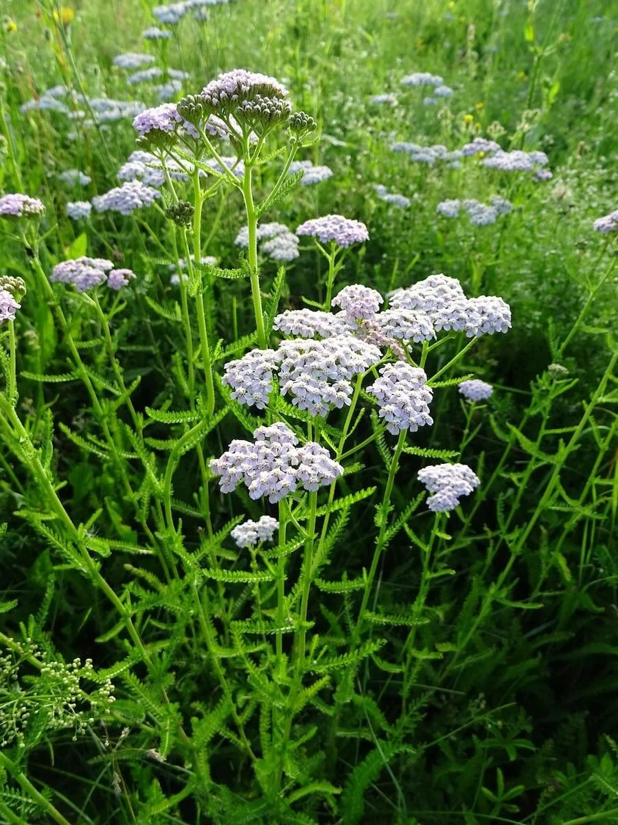 a living plant of yarrow with blossoms