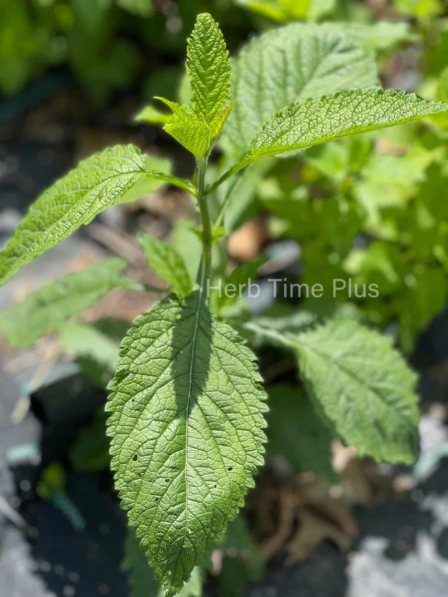 a picture of a live nettle plant