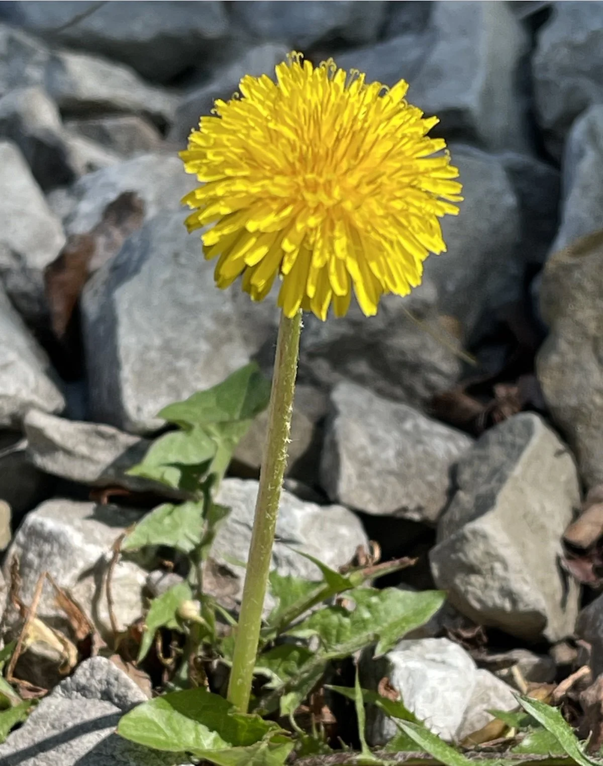 dandelion flower surrounded by rocks