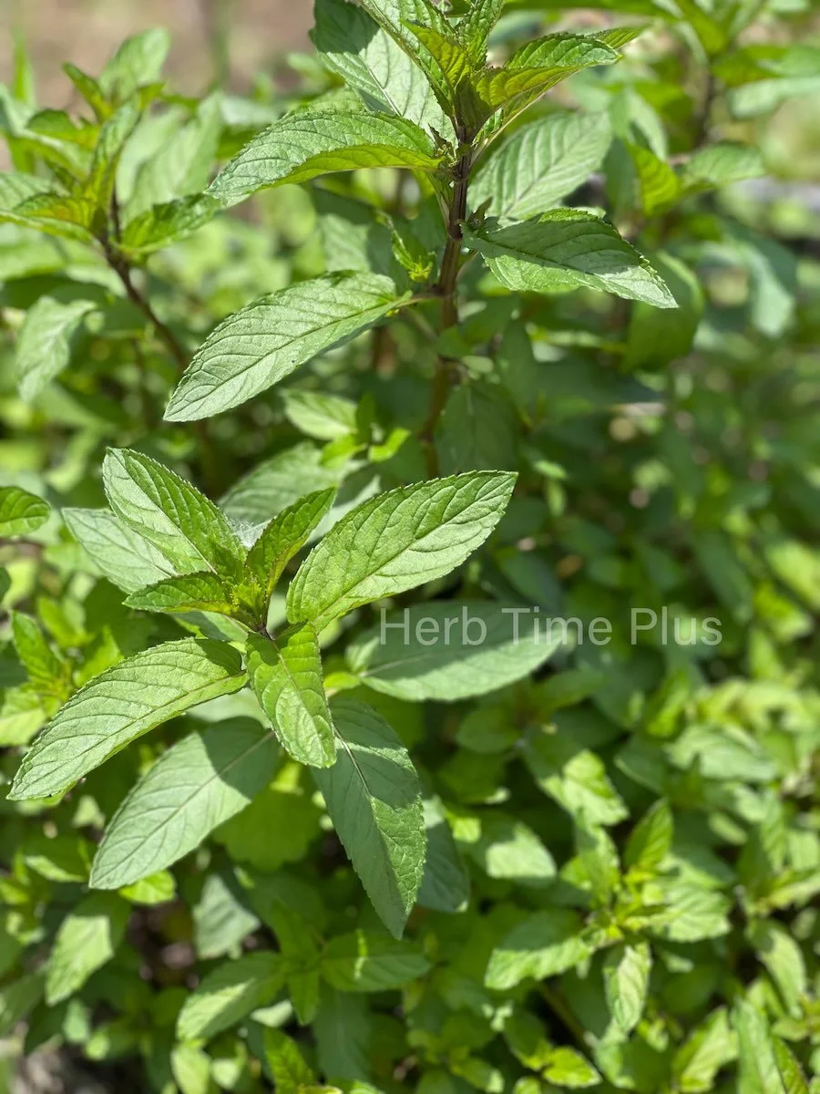 a picture of a peppermint plant