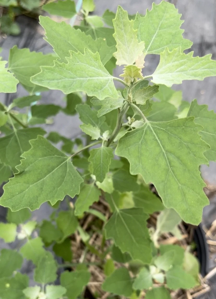 lambs quarter plant grown in pot