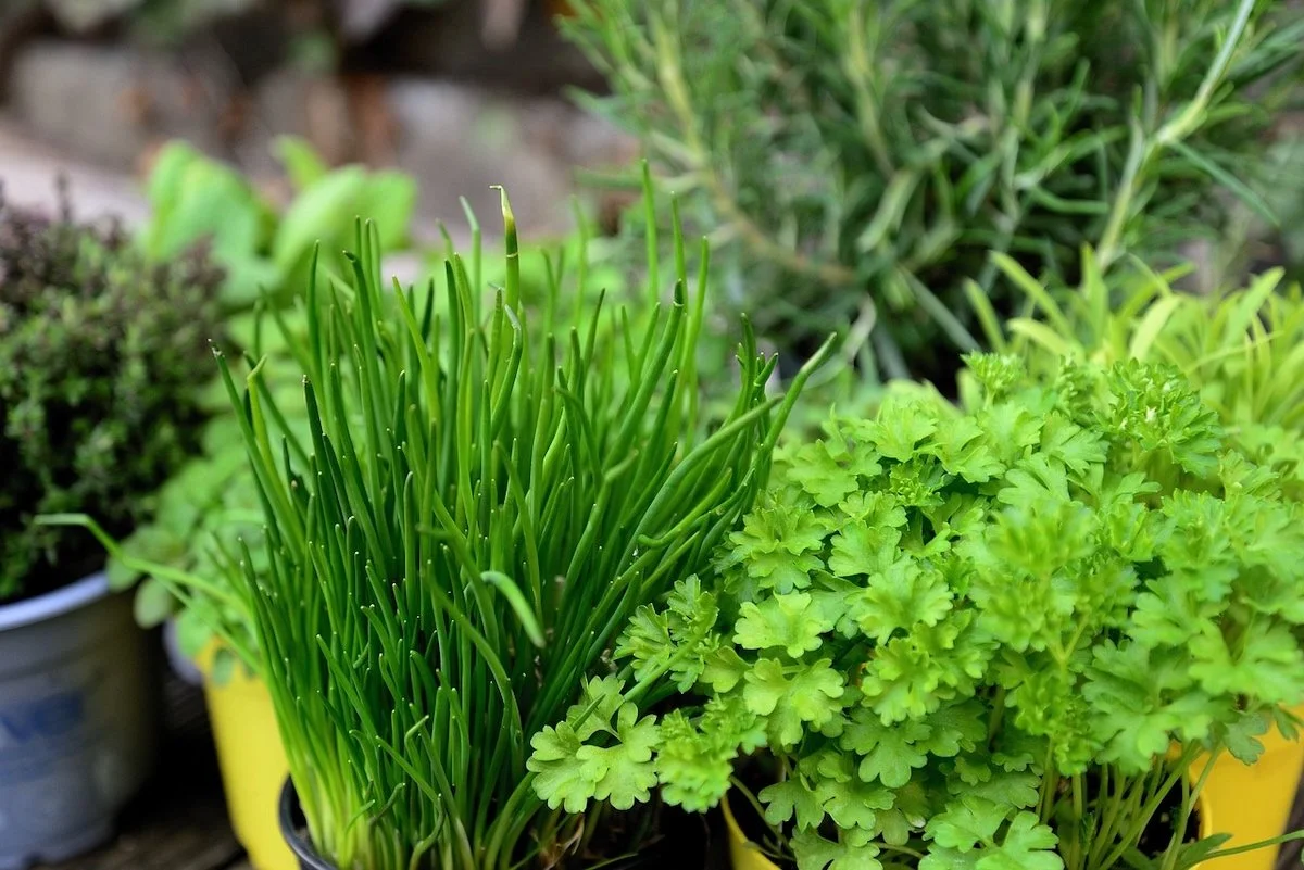 cilantro and onion herb plants growing in pots