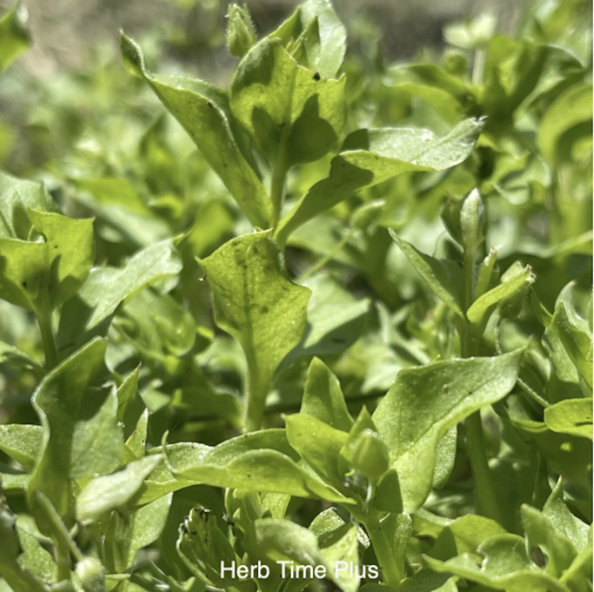 close up of chickweed herb