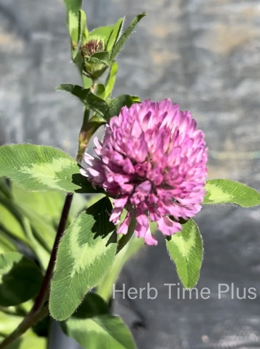 a picture of a live red clover blossom