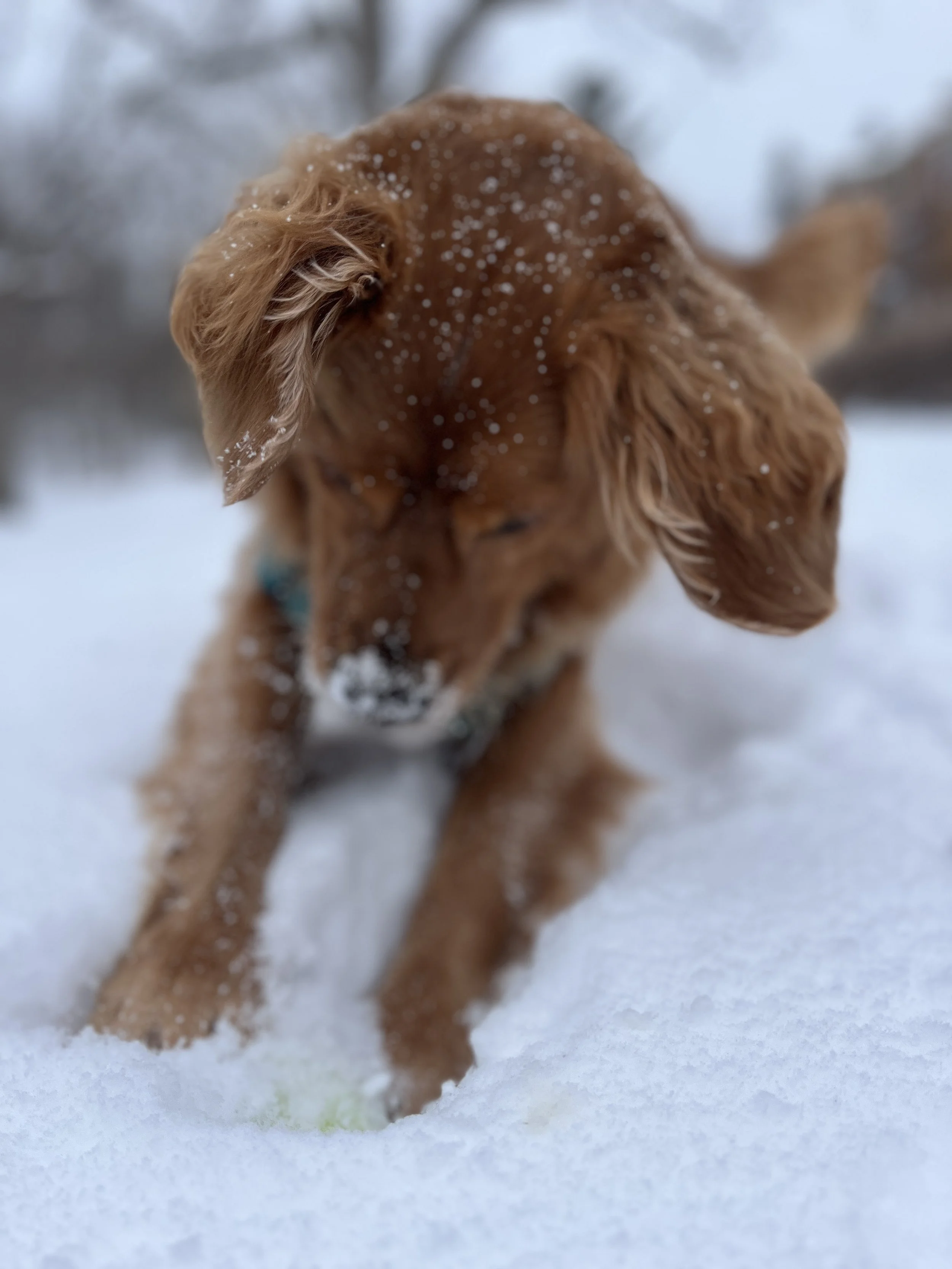 A Super fun filled snowy day.