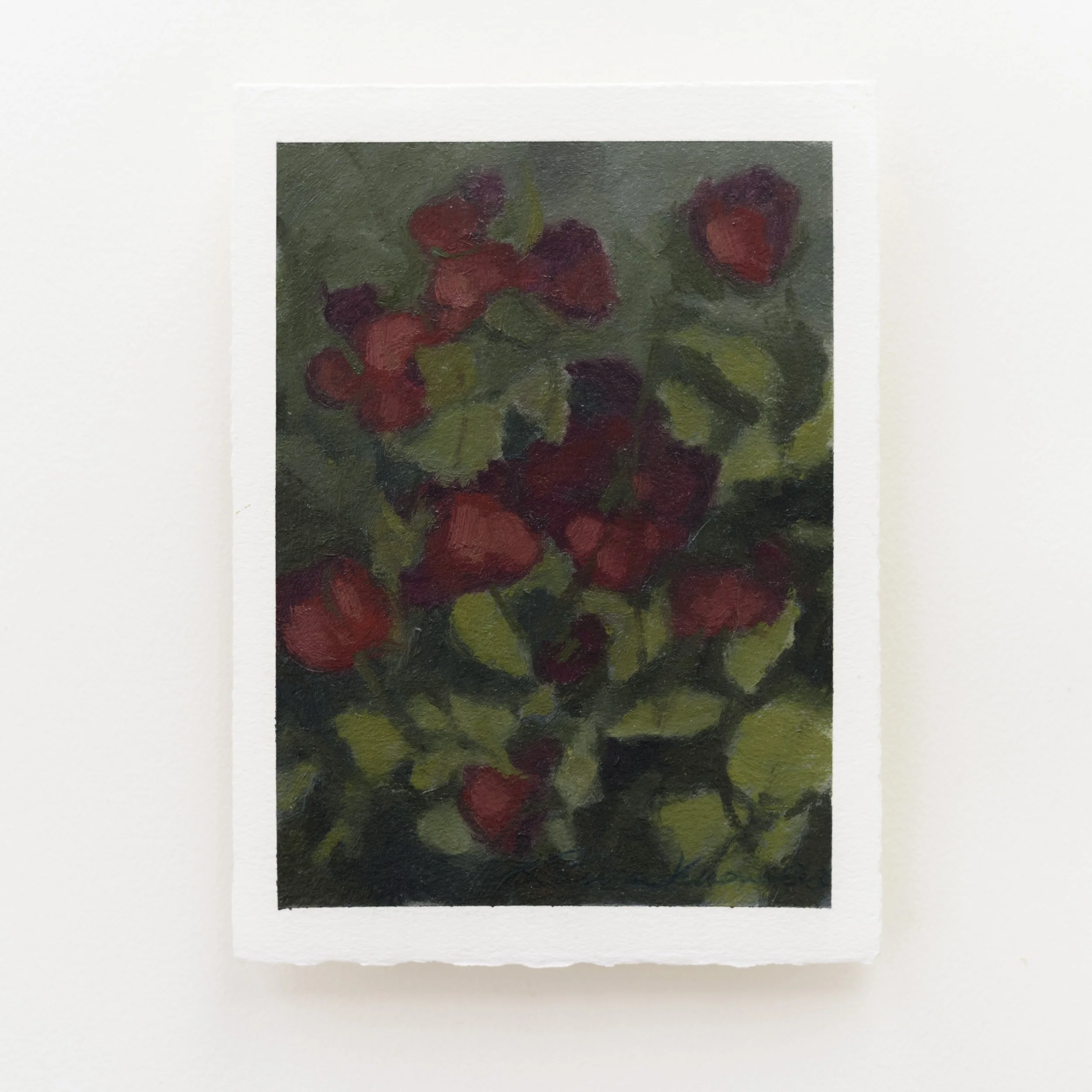 Roses in Shadow (5x7, Oil on Paper)