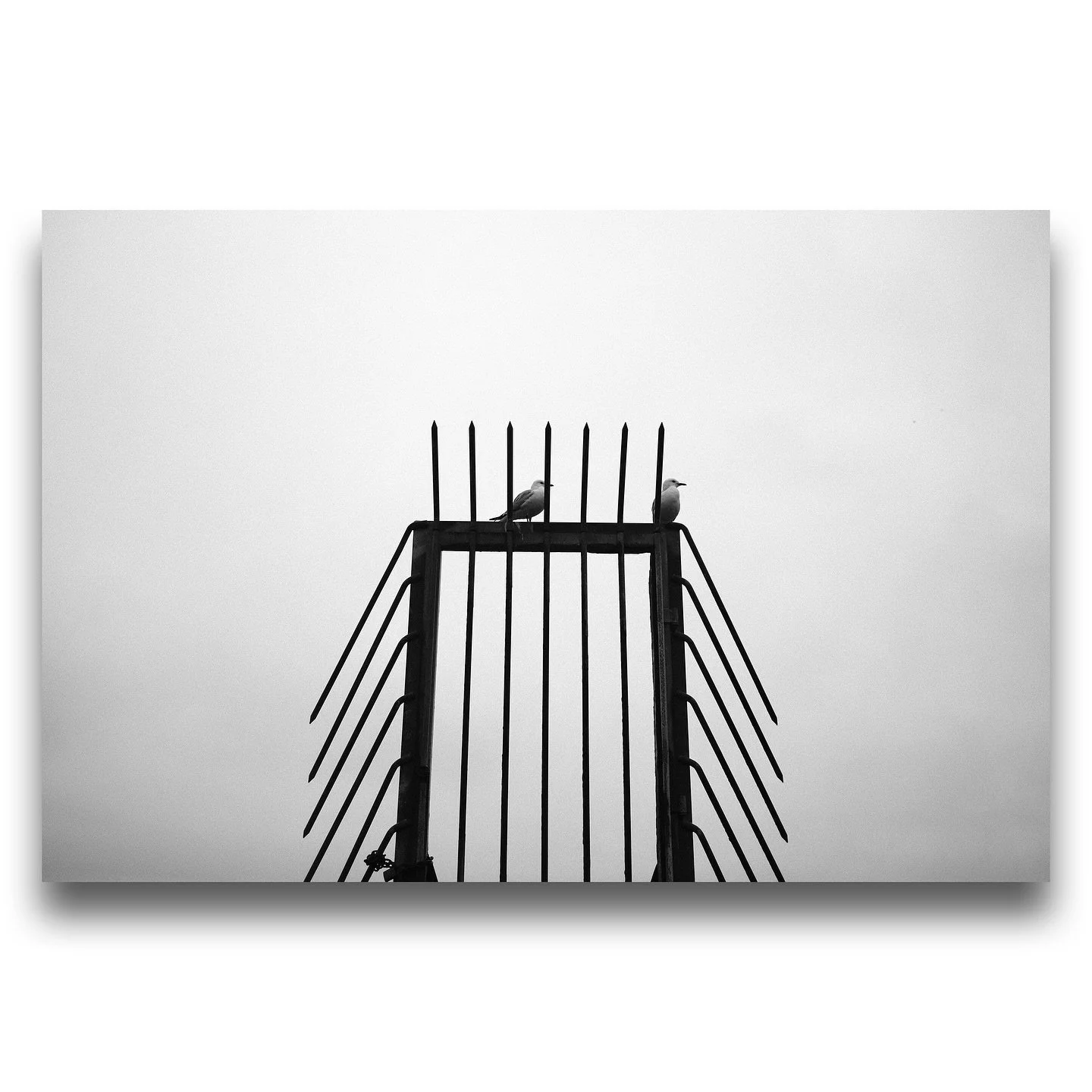 Remembering how fun B&amp;W photography is thanks to Fujifilm film simulations 🎞️. All shot on X100V, straight out of camera with minor exposure adjustments. 
B&amp;W recipe in comments.
.
.
#nature #roamearth #earth #naturephotos #naturephotography