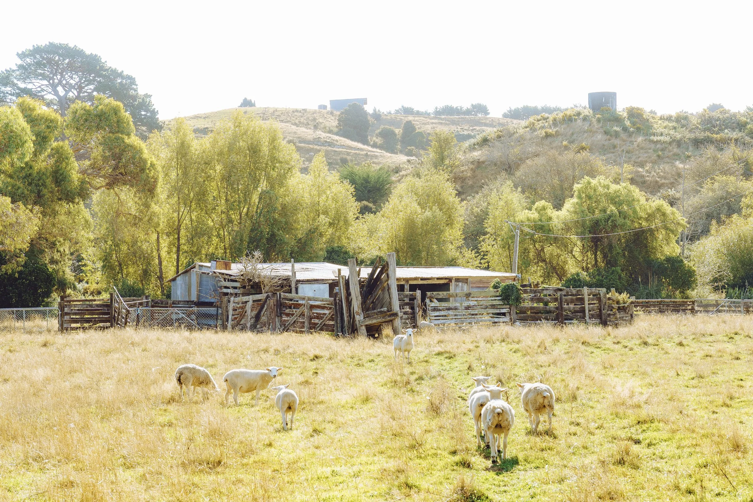 A rural scene with a grassy field and a flock of sheep, an old wooden fence, a small shed, and trees on a hill in the background under bright sunlight.