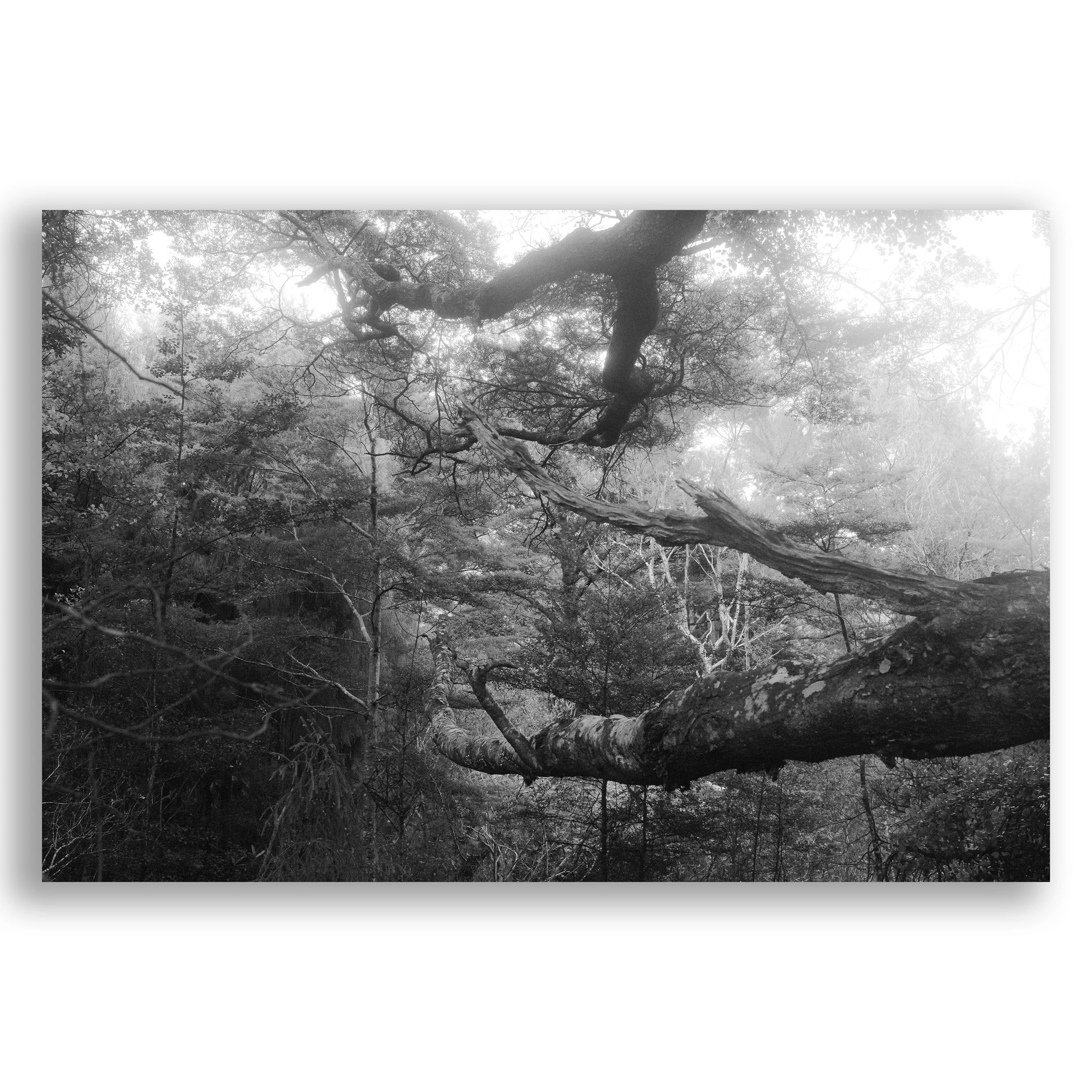 Misty Canopy