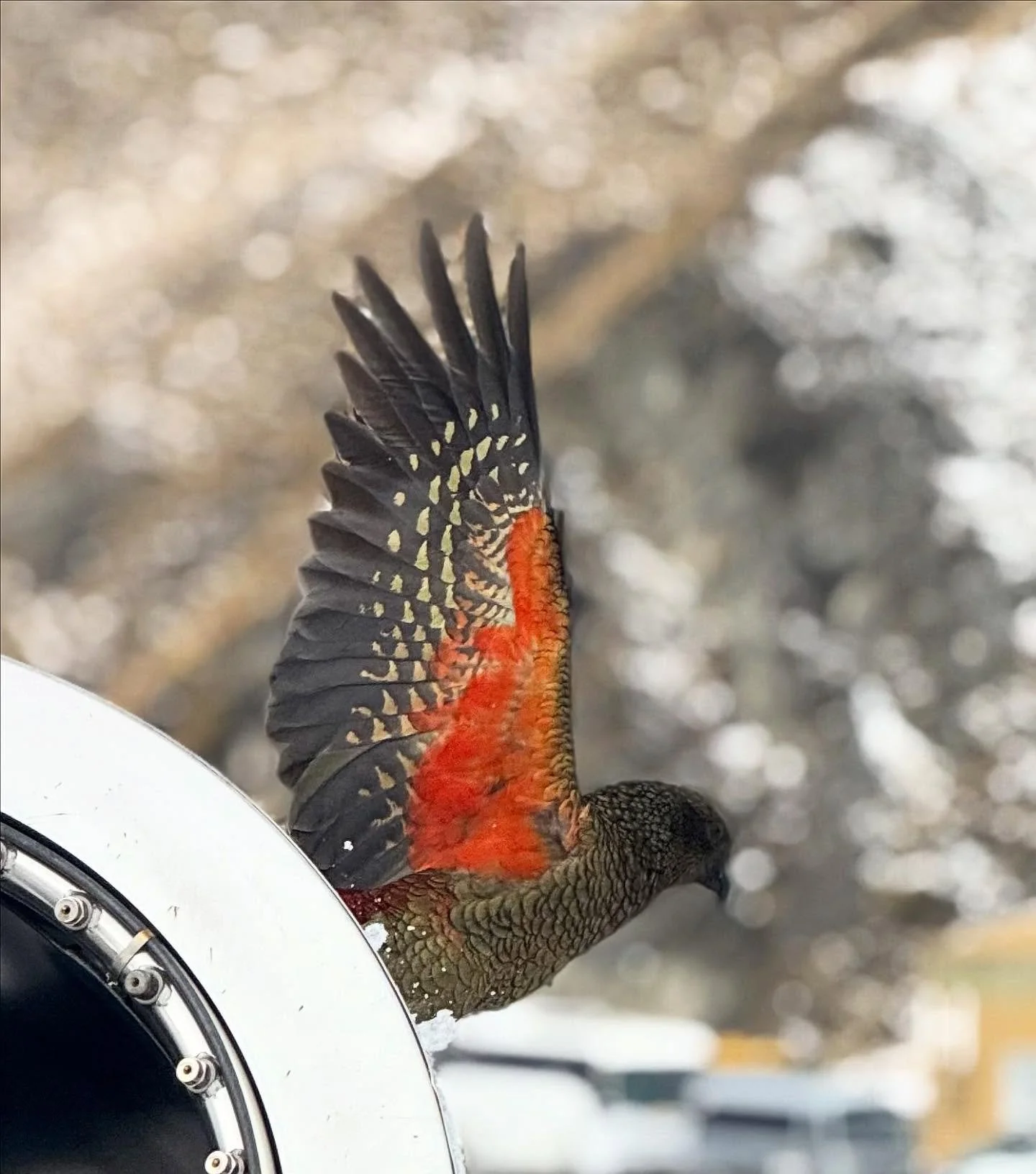 This great image, captured by one of our guides, highlights the Kea. The world&rsquo;s only Alpine Parrot! 🦜 Endemic to the forested &amp; alpine regions of the South Island these beautiful birds can be a real highlight to spot on our tours. During 