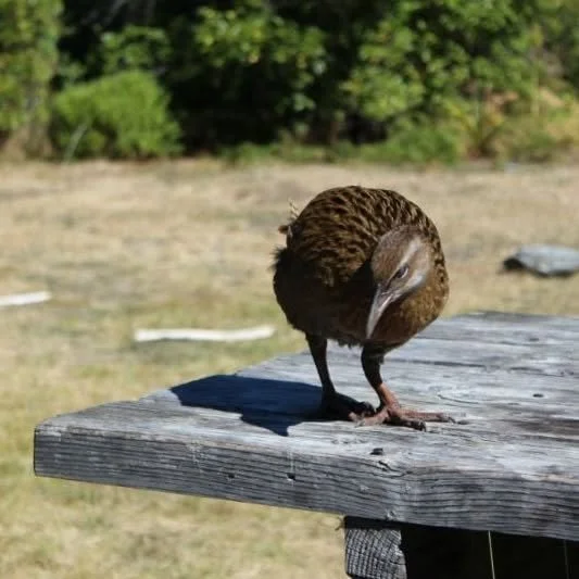 Visit Mou Waho and meet the Buff Weka, extinct on mainland New Zealand since 1920 (over 100 years). These flightless birds thrive on the predator free island of Mou Waho. Our tree planting initiative has allowed for over 9,000 trees to be planted on 
