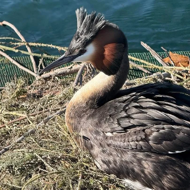 Whether you call it a Puteketeke, an Australasian Crested Grebe, or BIRD OF THE CENTURY! 
The Grebe has a fascinating story here in Wānaka. Eco Adventures Guide, Markus Hermanns, knows more about this than most. You can hear him discussing his work w