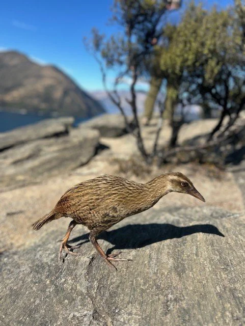 weka.jpg