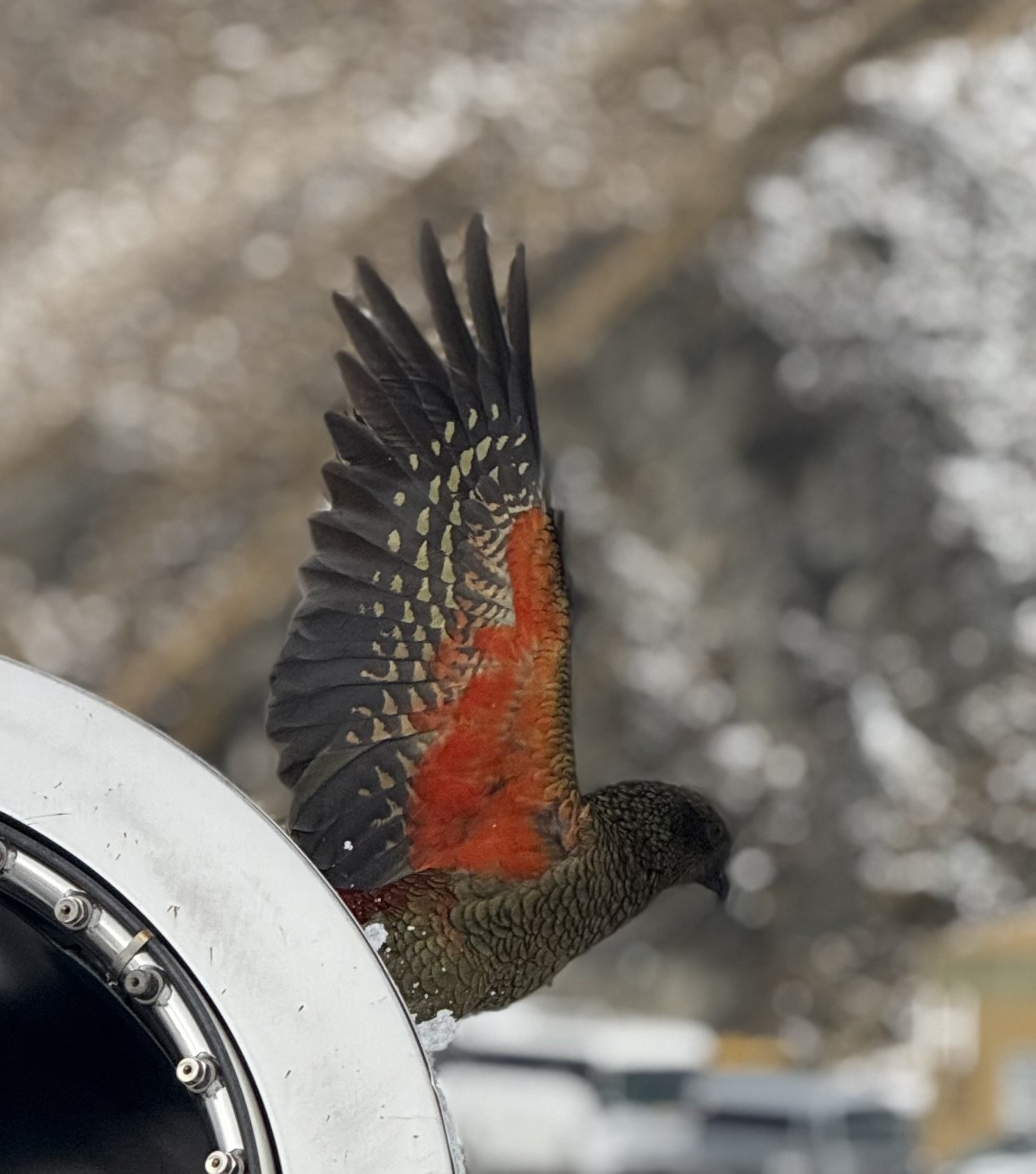 BIRD SPOTTING AROUND WāNAKA