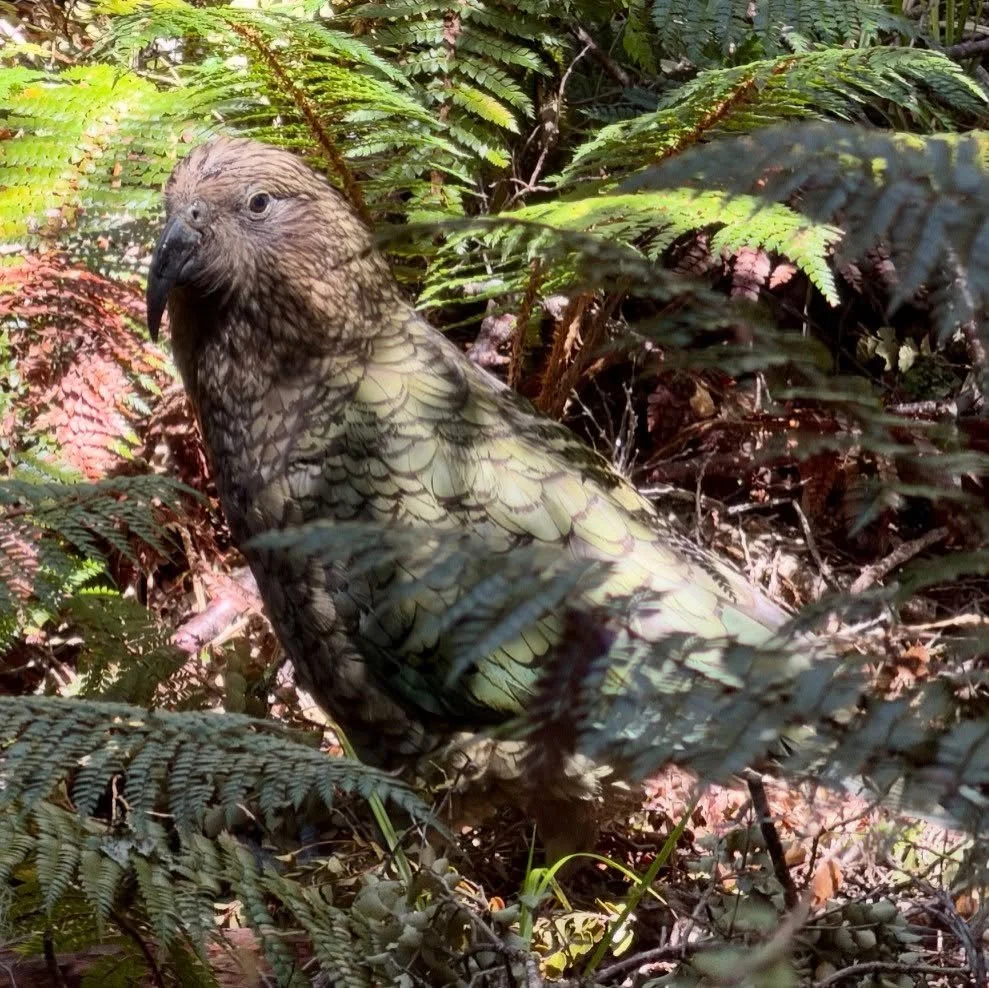 Our region is not just a paradise for hikers &amp; adventure seekers, it is also a haven for native &amp; visiting bird life. Check out some of the locals above in our story highlights, or head to our blog to learn more about the Kea, Buff Weka, Greb