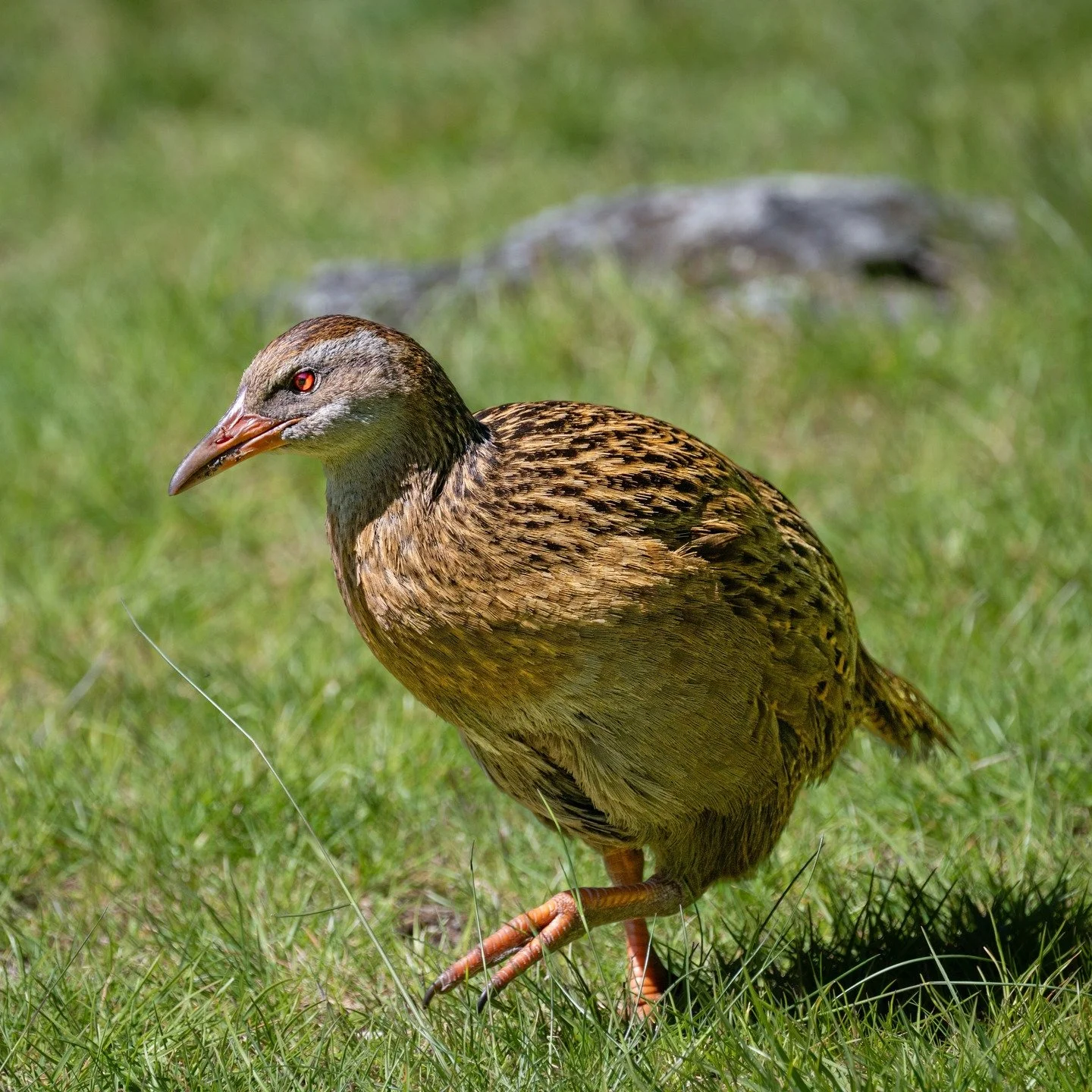 Thank you to our partners @naturalhabitatadventures for their support in protecting the predator-free island of Mou Waho. With the guidance of @docgovtnz , funding from NATHAB has gone towards the procurement of new, real-time predatory-detection cam