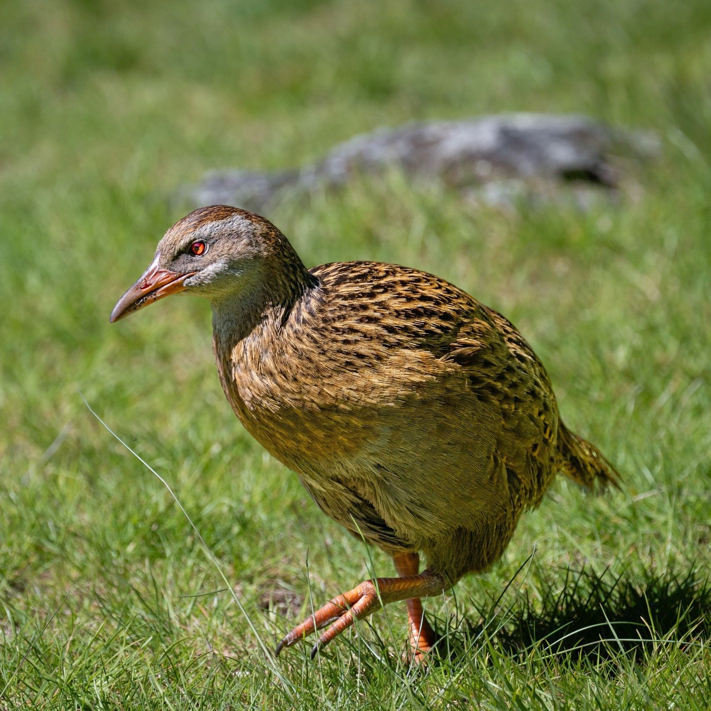Thank you to our partners @naturalhabitatadventures for their support in protecting the predator-free island of Mou Waho. With the guidance of @docgovtnz , funding from NATHAB has gone towards the procurement of new, real-time predatory-detection cam
