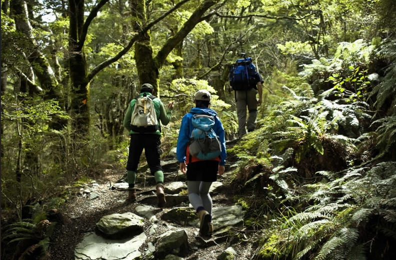 Copy of forest walk.png