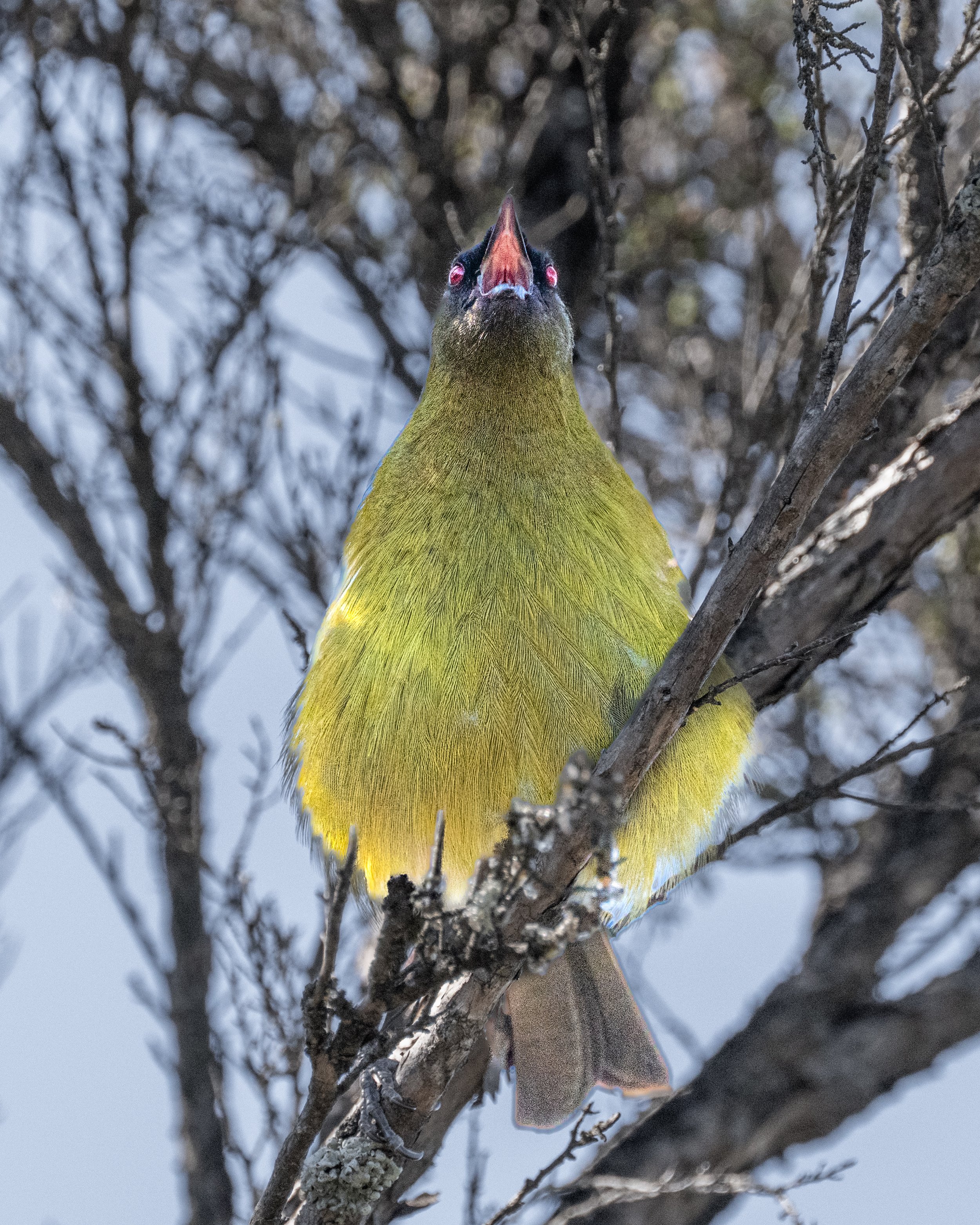 Meet the Locals – Birdlife on Mou Waho