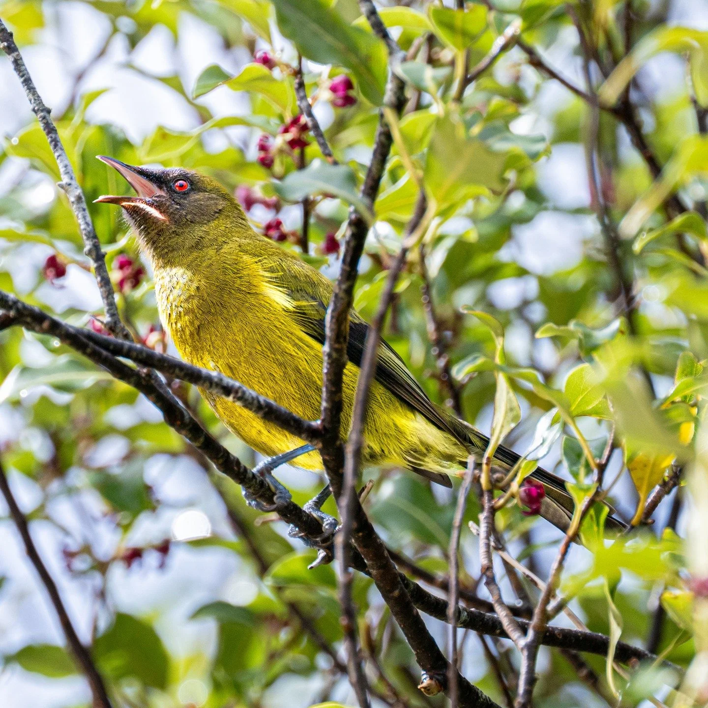 The bell birds are singing on Mou Waho! Head to the island and listen to the Korimako as they sing &amp; flit between the trees. By feeding on the fruits, the bell birds have a role in dispersing the seeds, and assisting in the regeneration of the fo