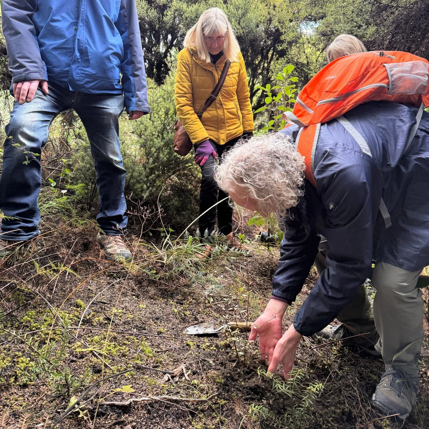 It's conservation week! Our morning guests have already planted a tree today to help with the reforestation efforts on Mou Waho. Check out just a few images of the 400 trees we have planted on the island this season! #conservationweek #treeplanting #