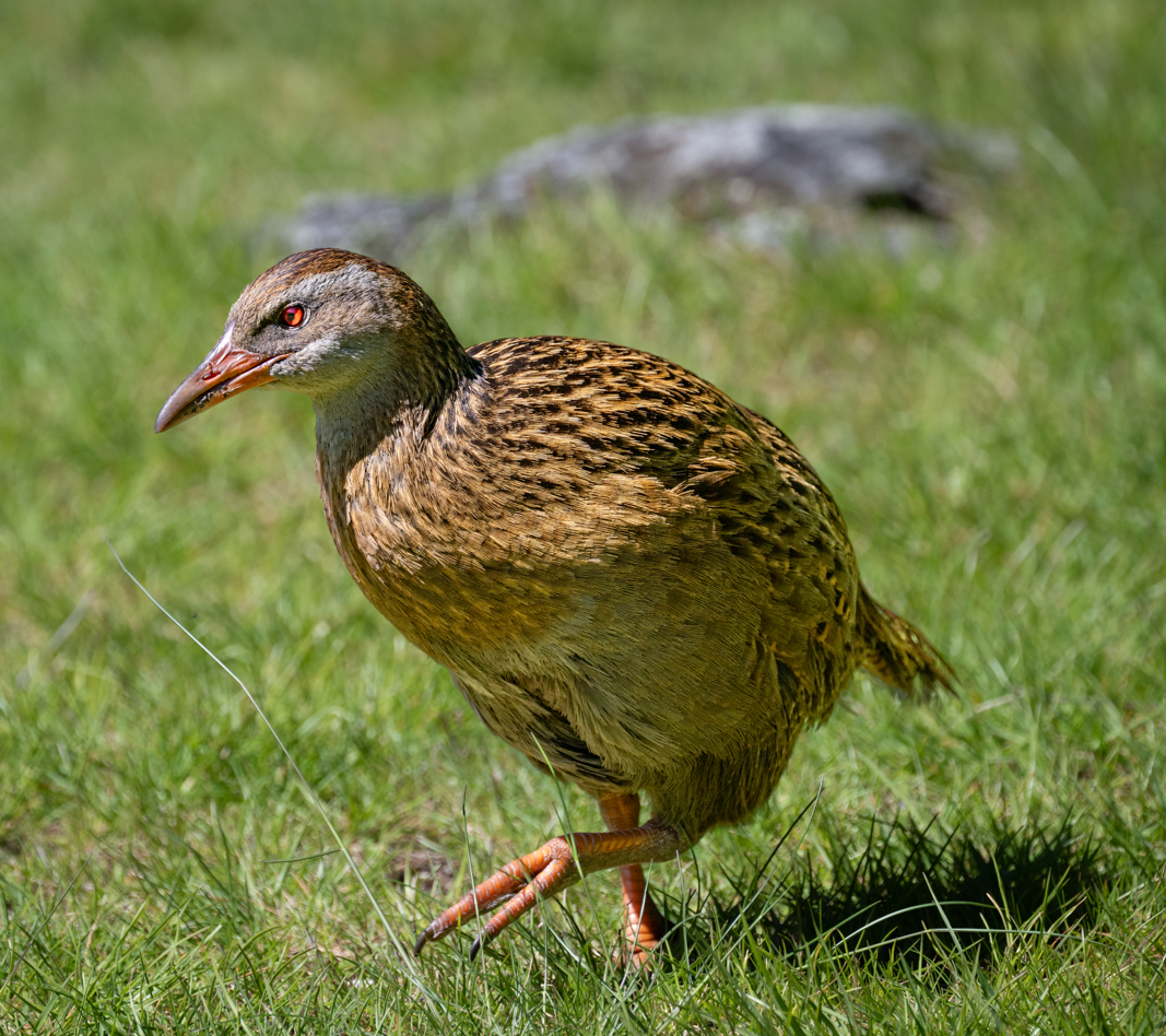 Weka smaller file.png