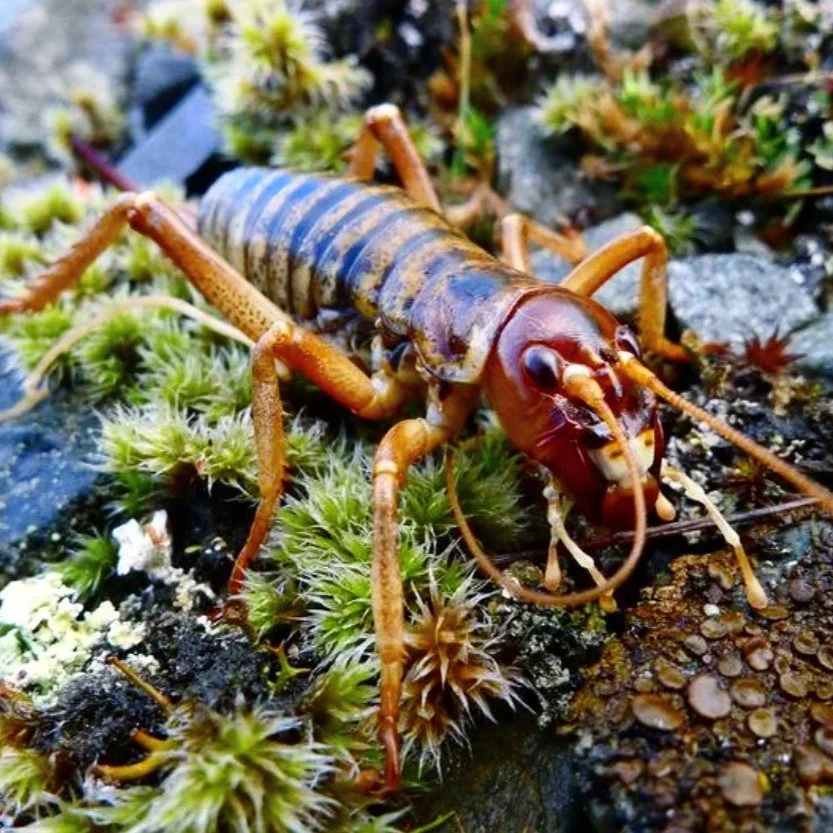 Ecosystems are complex and require many steps to ensure the safety and longevity of each species. Whilst the flightless Buff Weka thrive on the predator-free island of Mou Waho foraging on the forest floor, the nocturnal Weta find themselves in need 