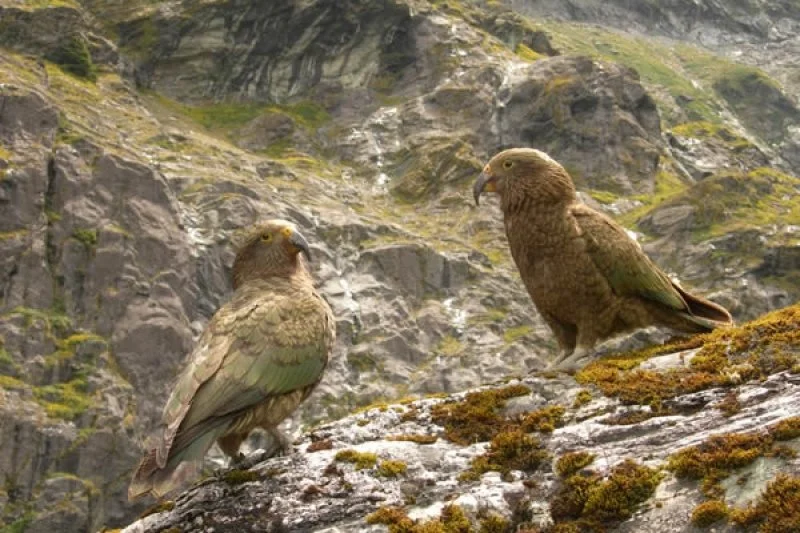 Kea.jpg