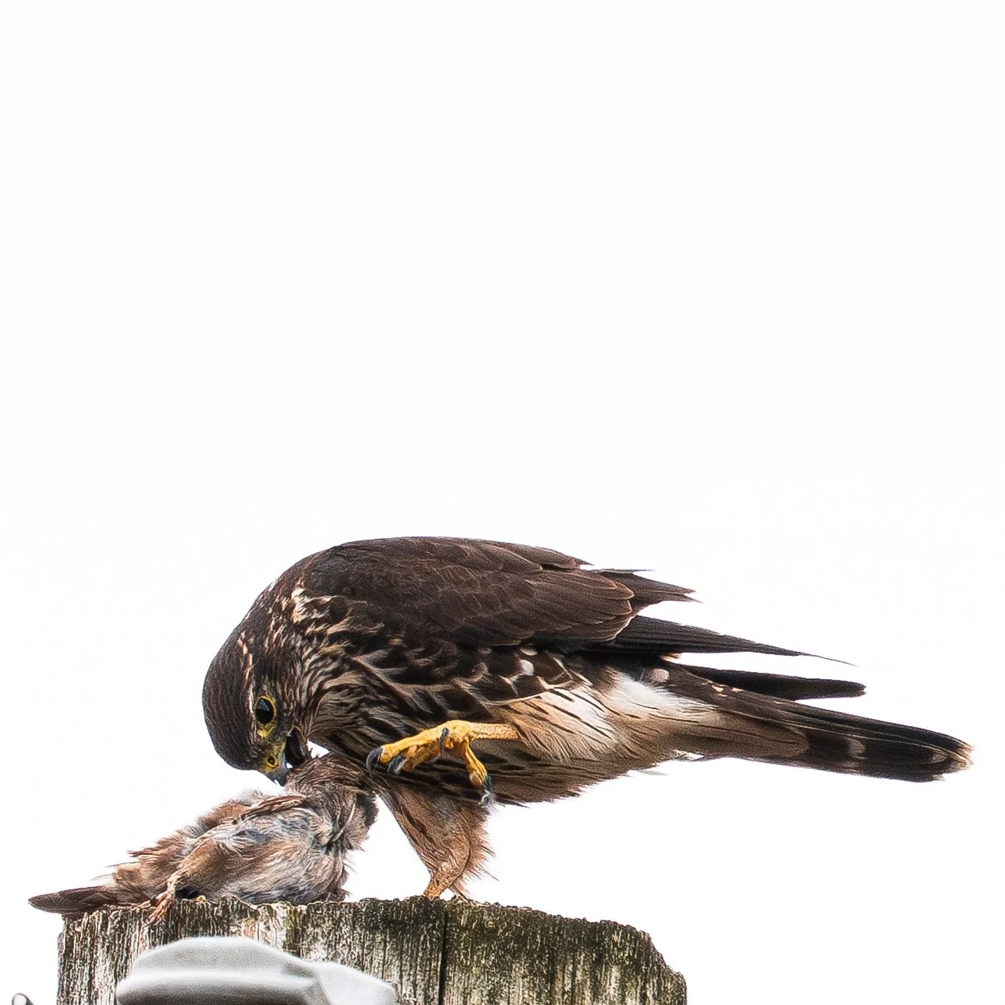 I&rsquo;d never want to get into a fight with a Merlin, swipe to the last photo for a deadly stare down. 

Sony A7RV - FE 200-600mm f/5.6
600mm - 1/800s - f/8 1200ISO

Background story: This was totally unexpected. I stepped out of my house with my c