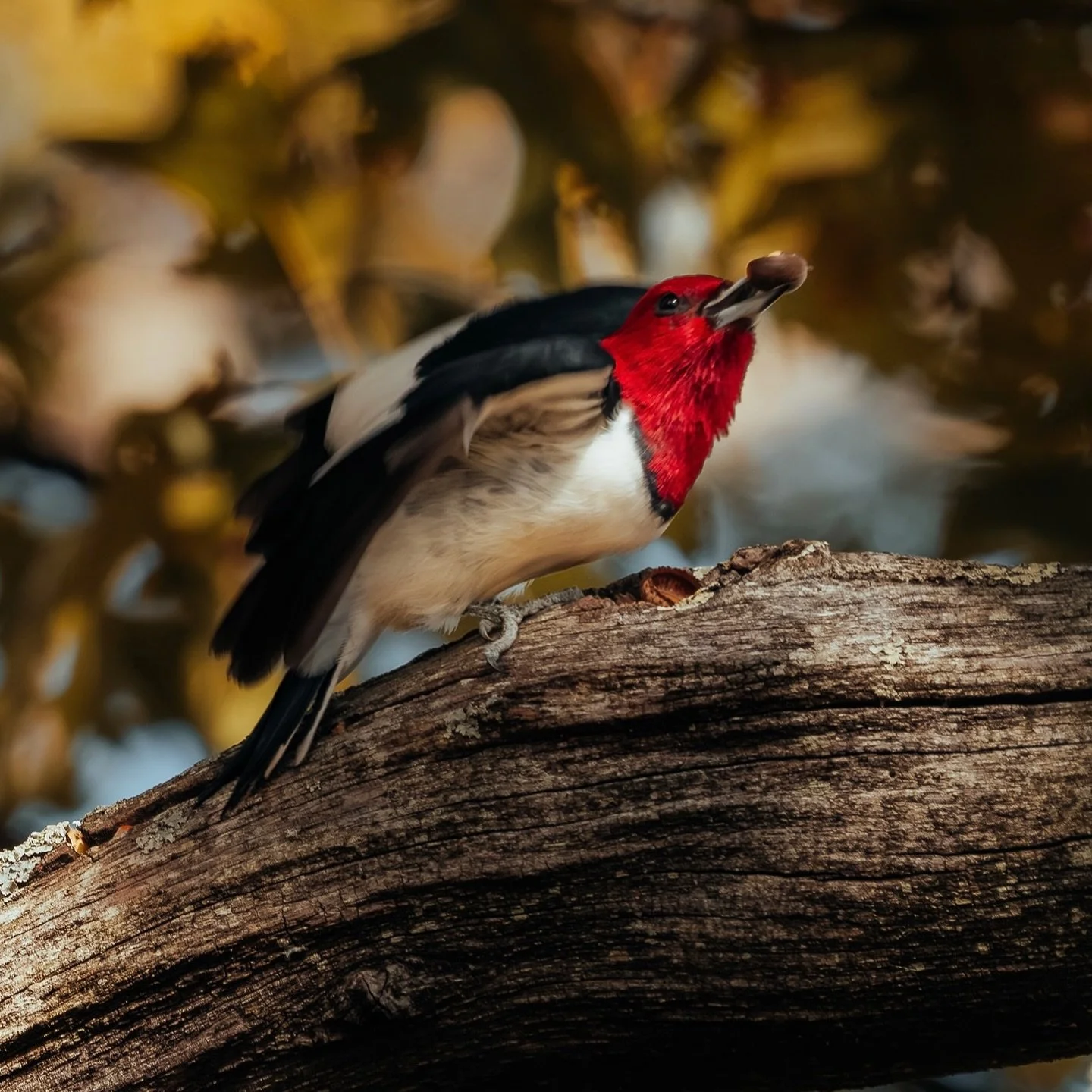 Getting ready for Winter

Sony A7RV - FE 200-600mm f/5.6
600mm - 1/4000s - f/8 500ISO

Background story: I heard rumors of a red headed woodpecker near my neck of the woods so I decided to check it out. I never saw one before so I was excited of the 