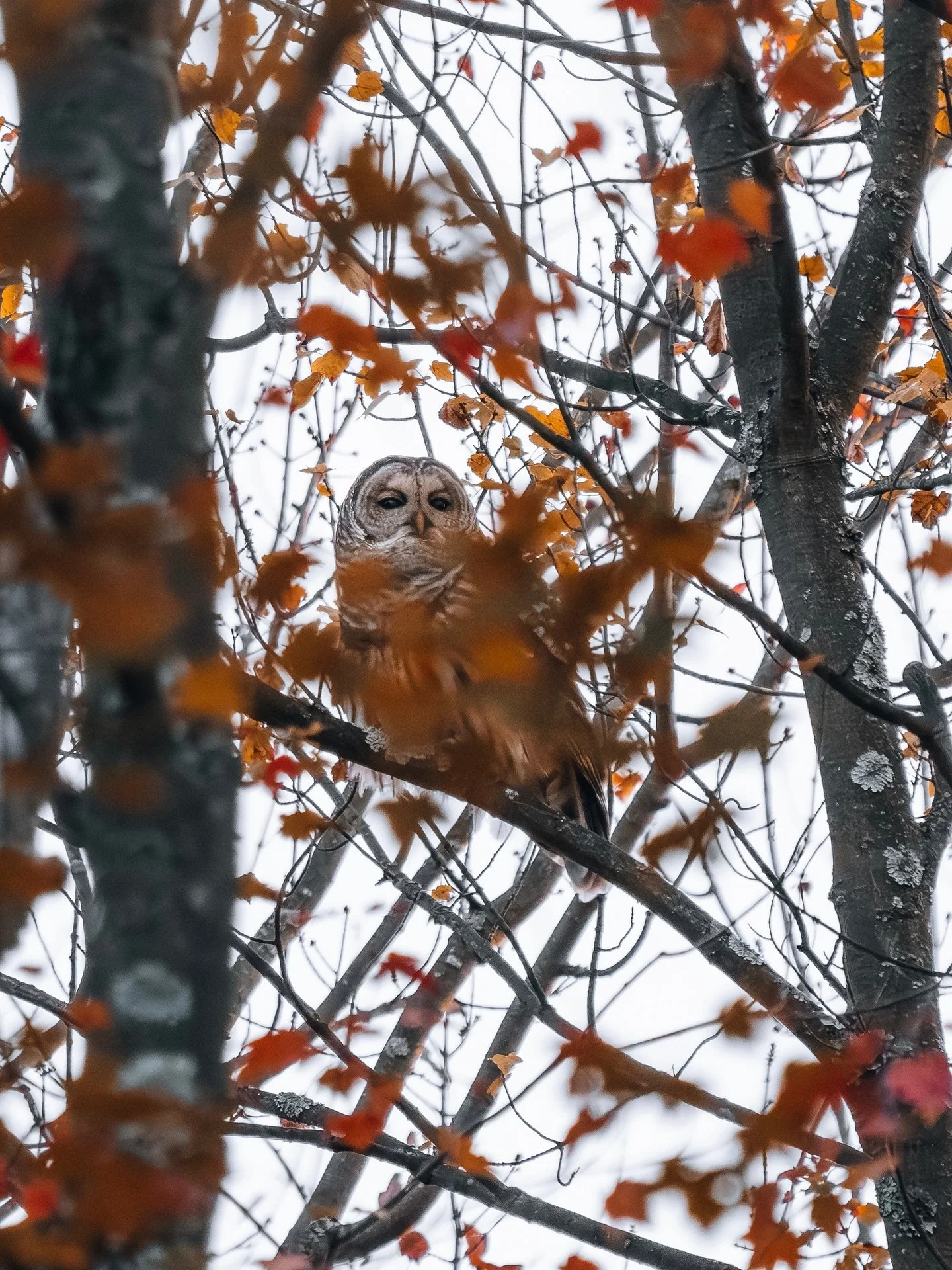 Happy Owl&rsquo;oWeen

Sony A7RV - FE 200-600mm f/5.6-f/9

Spooky season is upon us and owls are the spookiest of all. Watching you as you walk the forest unaware of their presence. They are my favorite bird type so to see various species in the wild