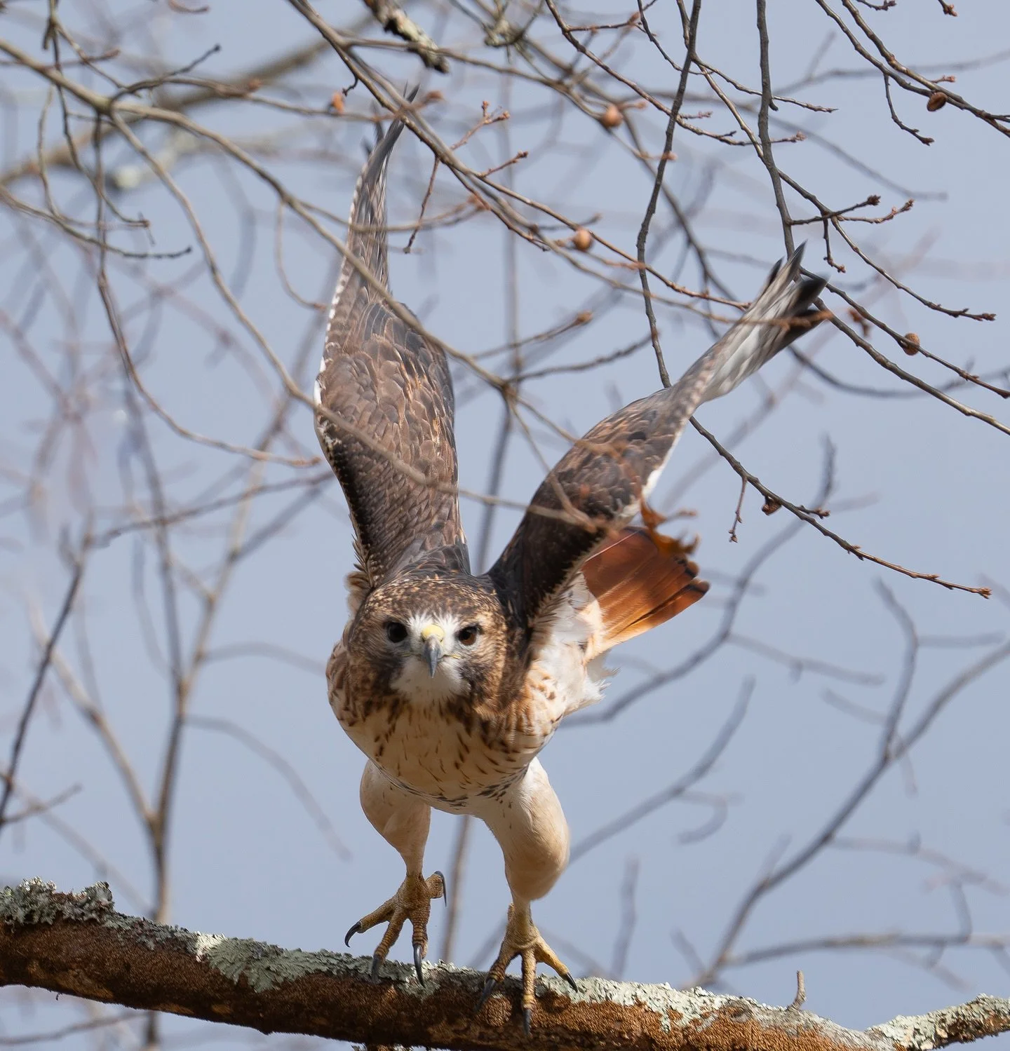 Staring at me down the barrel of a lens

Sony A7RV - FE 200-600mm f5.6

600mm - f8.0 - 1/800s ISO 500

I had a day of good fortune at the swamplands, seeing a Barred Owl, a kestrel and some harriers. A bit later that day I spotted a Red Tail Hawk in 