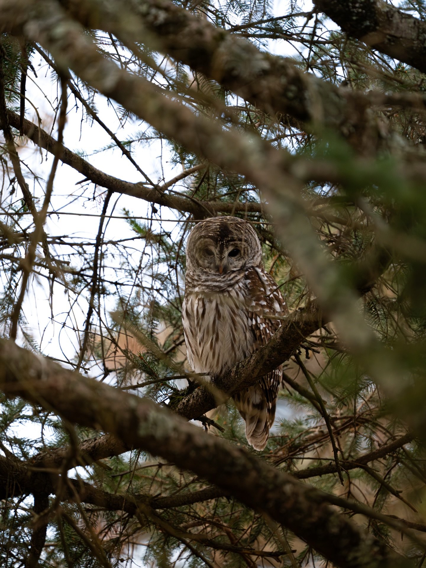 The Trees have Eyes

Sony A7RV - FE 200-600mm f5.6

600mm - f8.0 - 1/800s ISO 500

I arrived right after this little guy had his breakfast, so he was pretty content chilling in his place of comfort. As the day went by, he started to wake up from his 