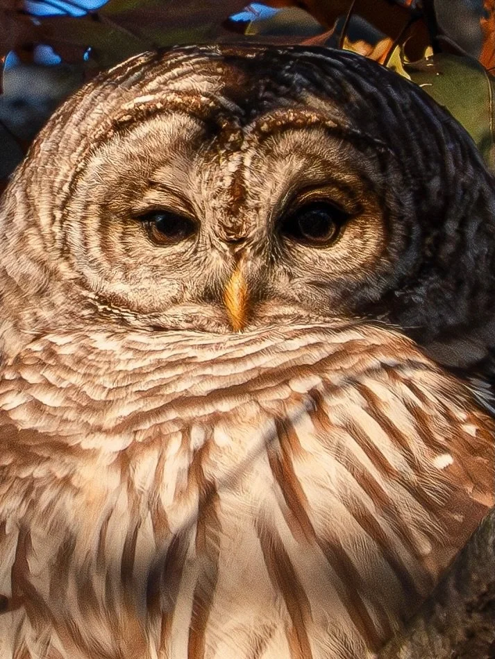 Guardian of the Forest 🦉

Swipe for the full picture 

Sony A7RV - FE 200-600mm f5.6

600mm - f6.3 - 1/1000s ISO 800

As the sun was beginning to set I almost gave up looking for this little guy, however I heard squirrels going erratic over their te